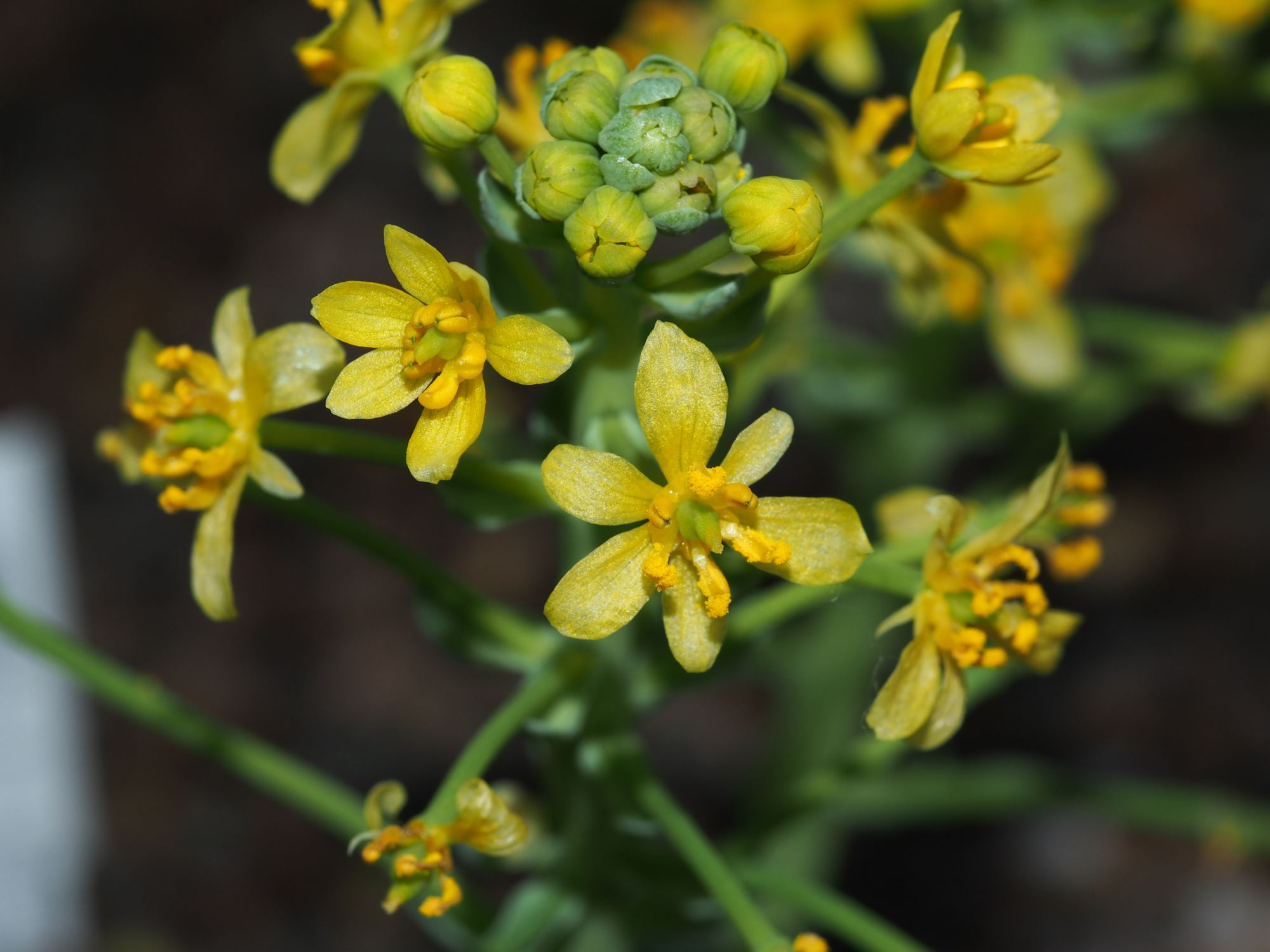 Image of Leontice leontopetalum subsp. ewersmannii