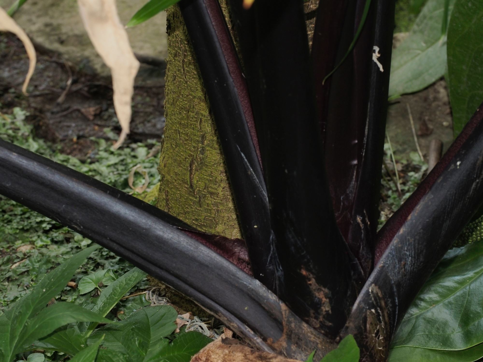 Image of Colocasia fontanesii