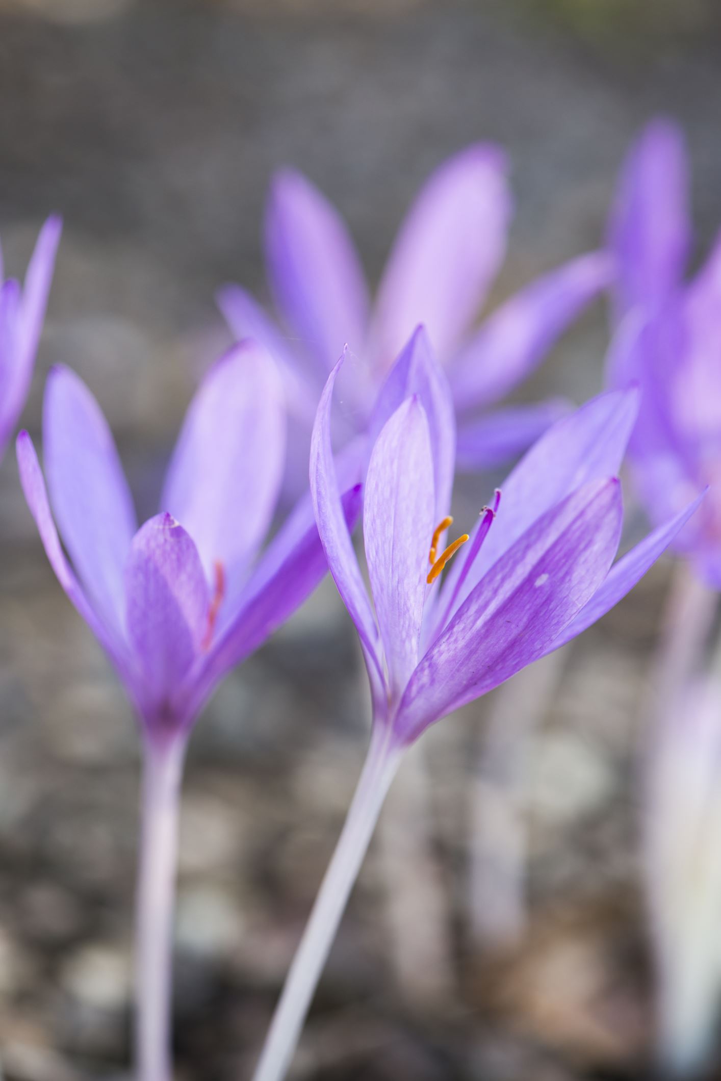 Image of Colchicum Ã— byzantinum