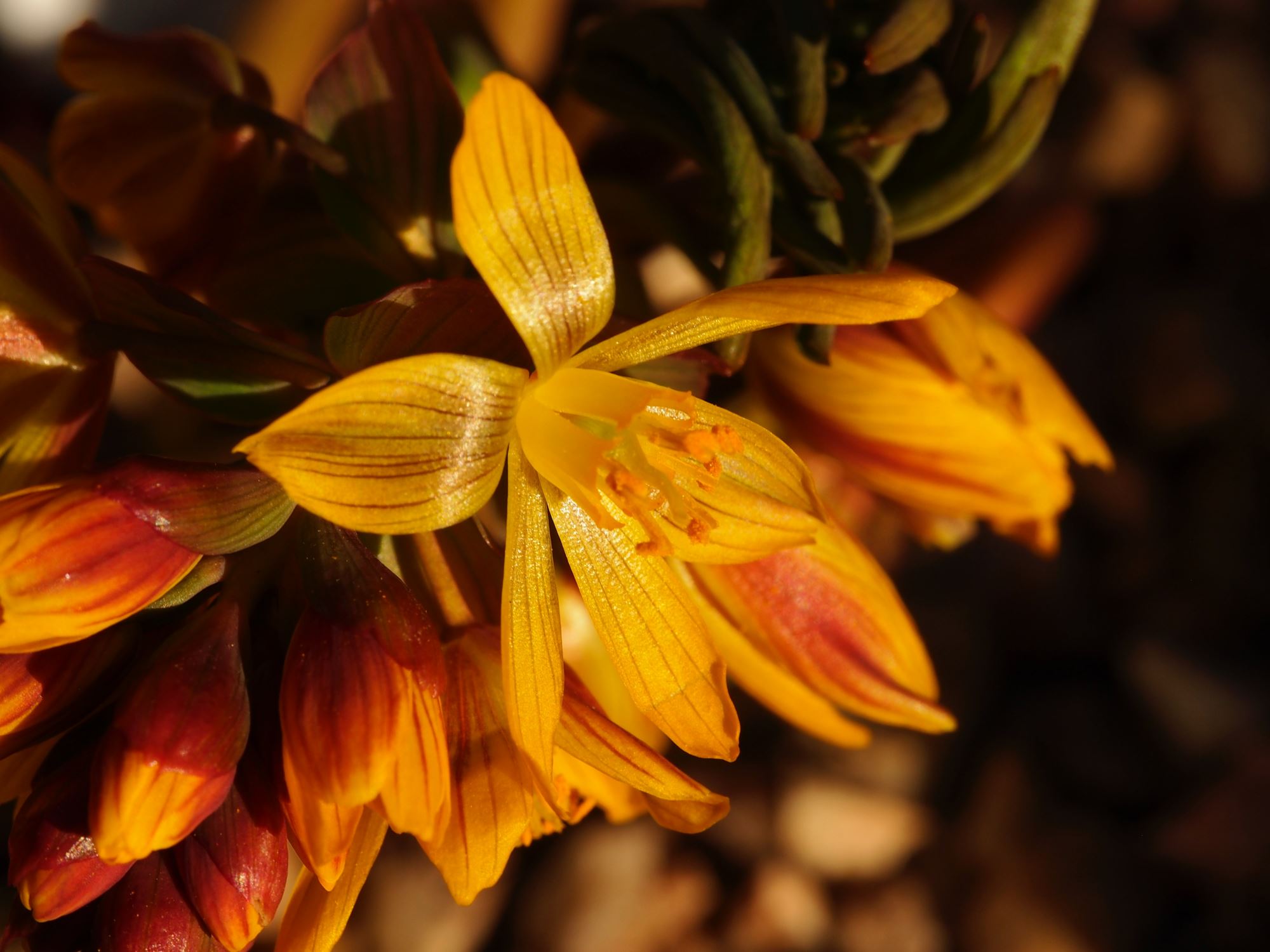 Image of Gymnospermium albertii