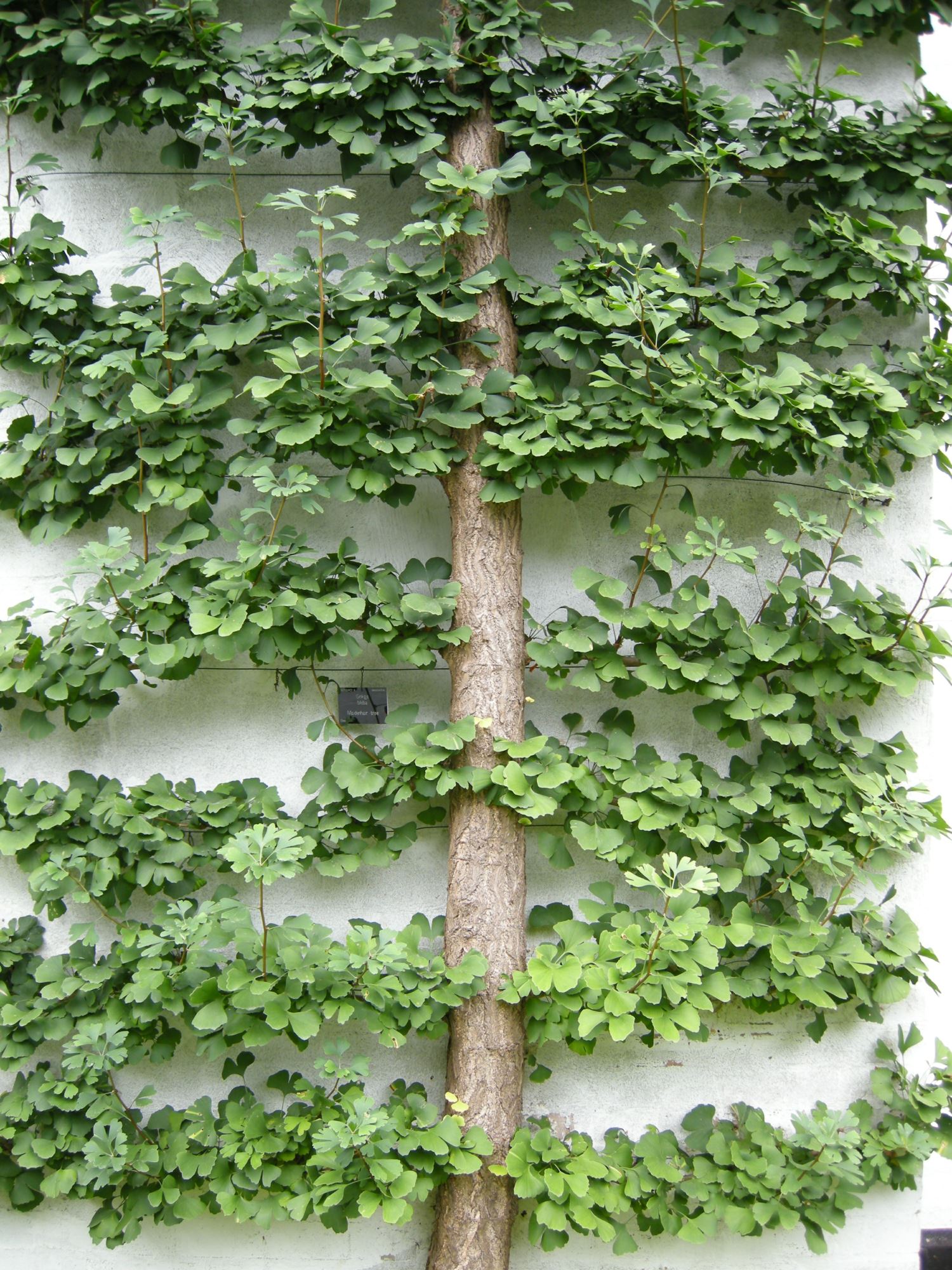 Image of Ginkgo biloba