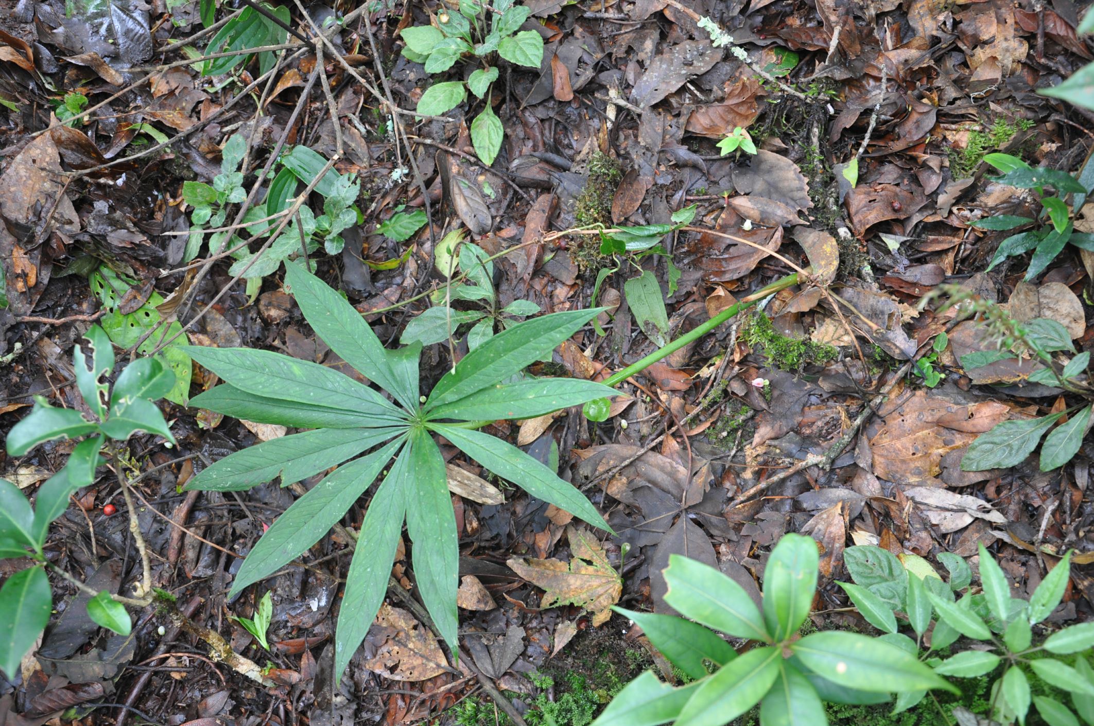 Image of Arisaema sp.