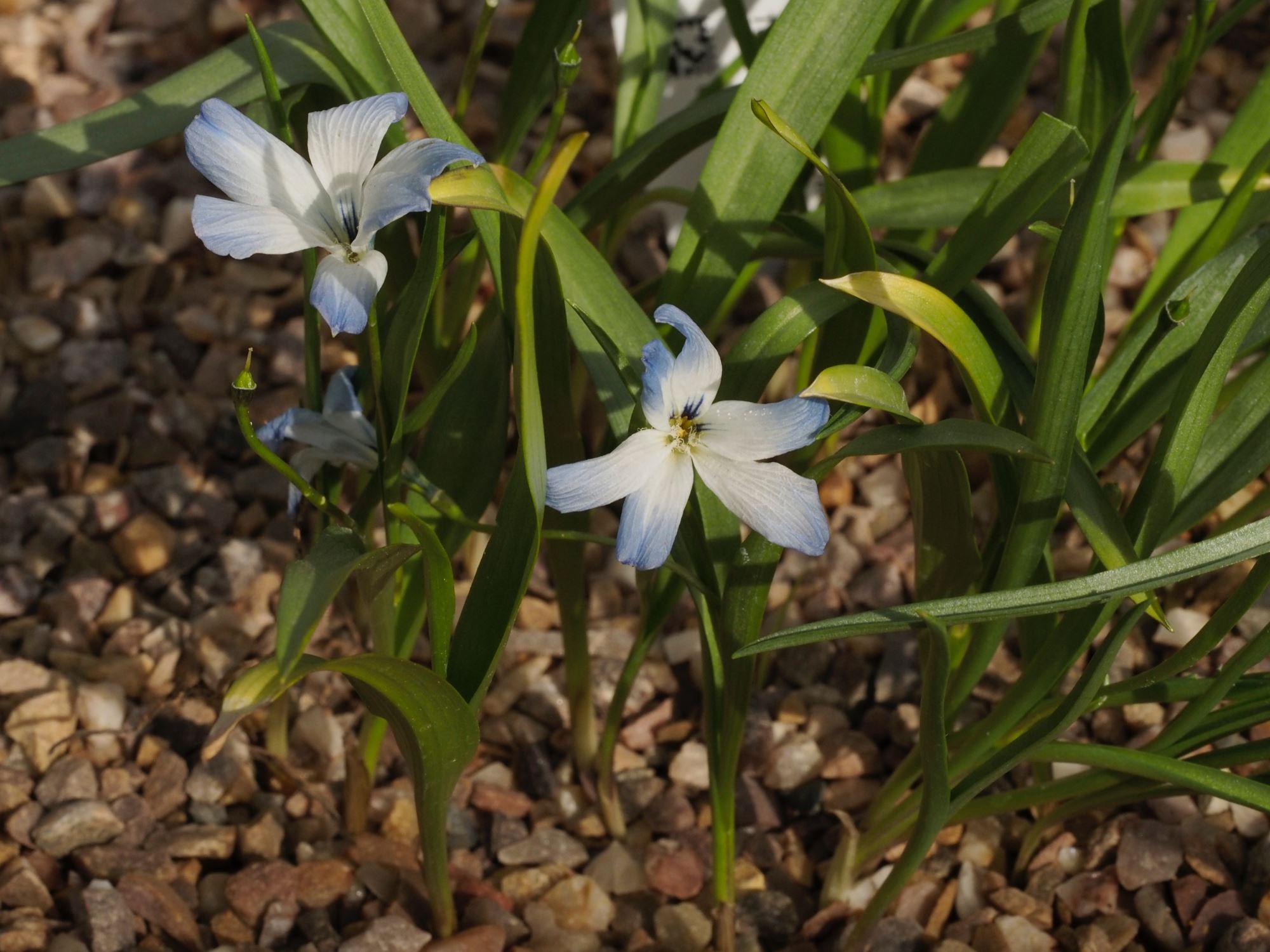 Image of Tecophilaea cyanocrocus var. leichtlinii