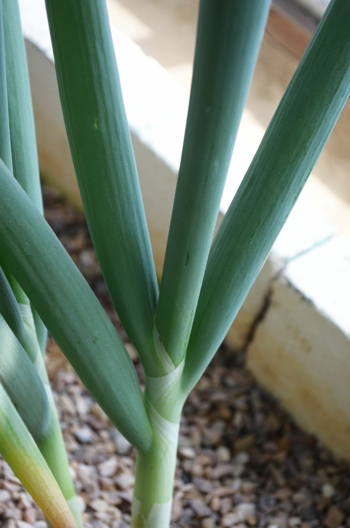 Image of Allium pskemense