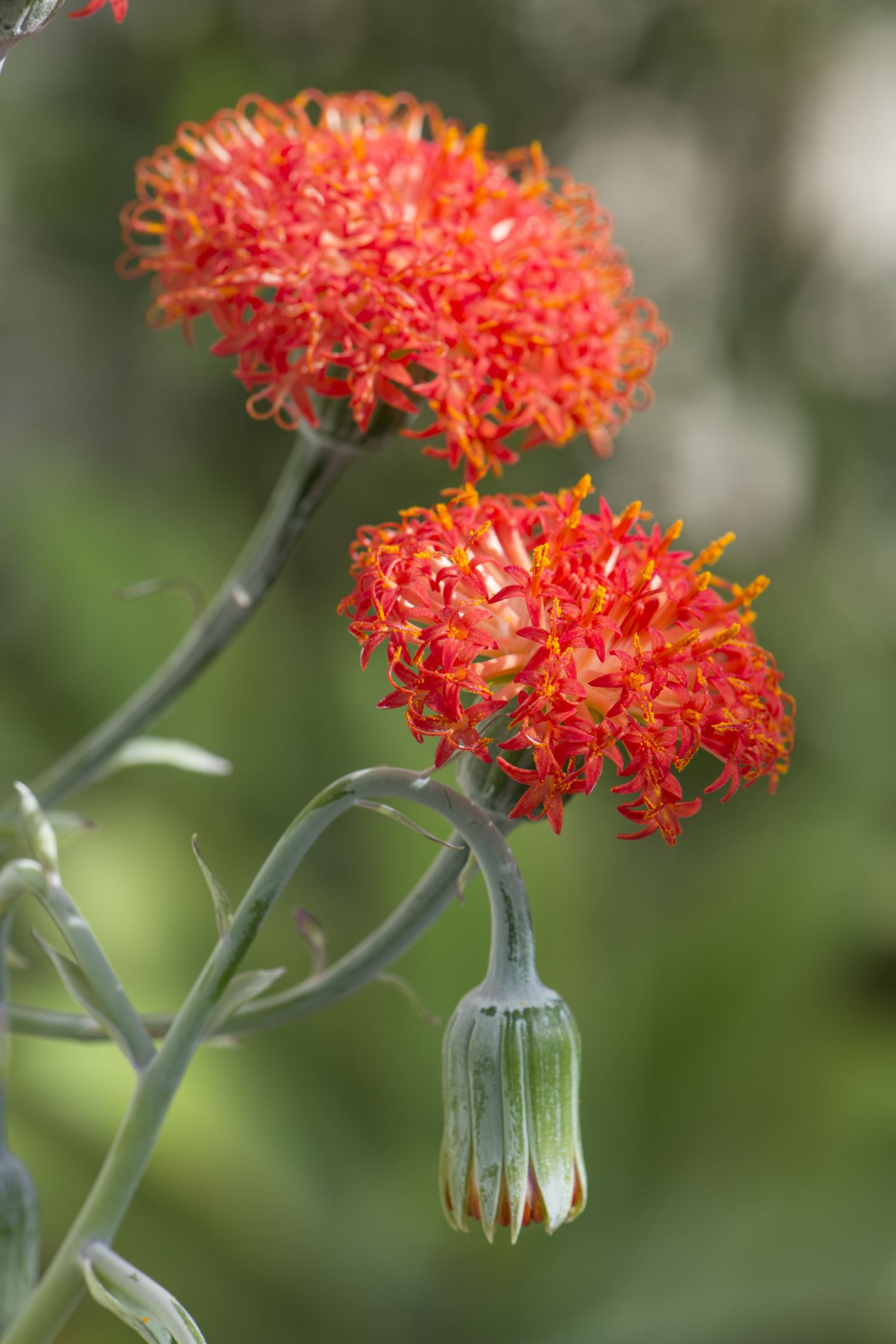 Image of Kleinia grantii