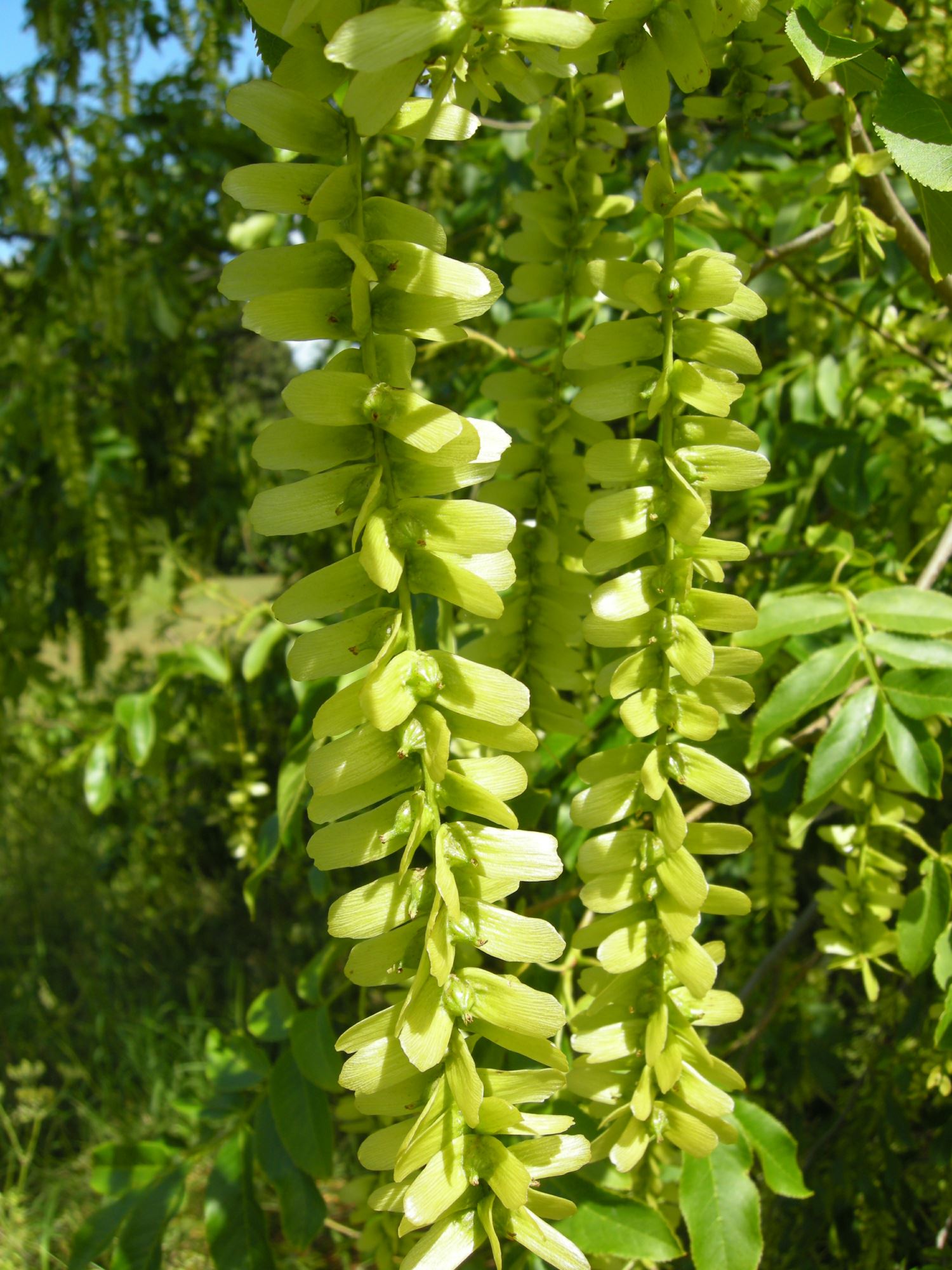 Image of Pterocarya stenoptera