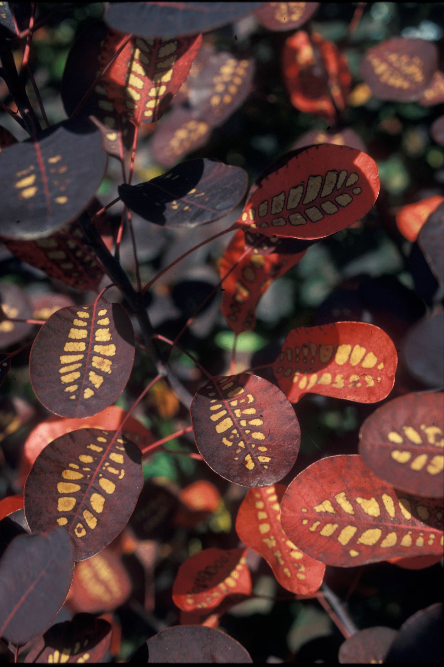 Image of Cotinus coggygria 'Notcutt's Variety'