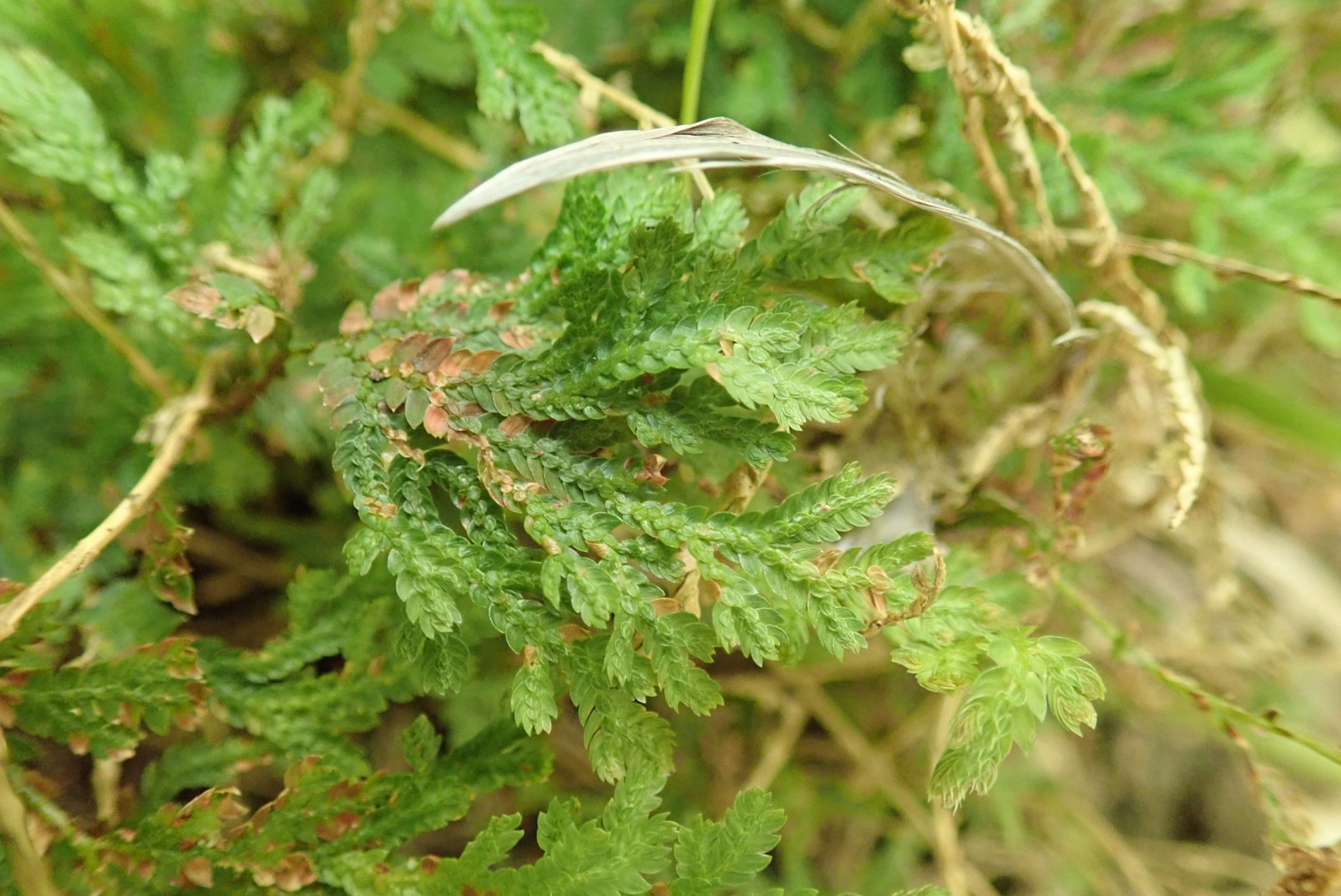 Image of Selaginella moellendorffii
