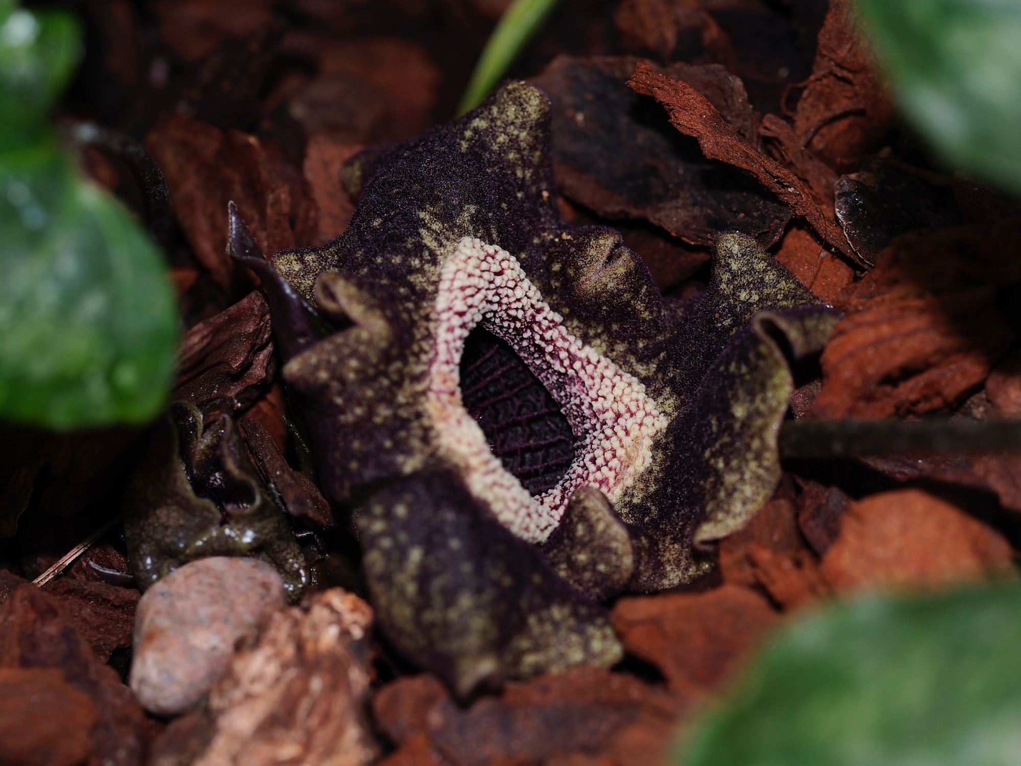 Image of Asarum splendens