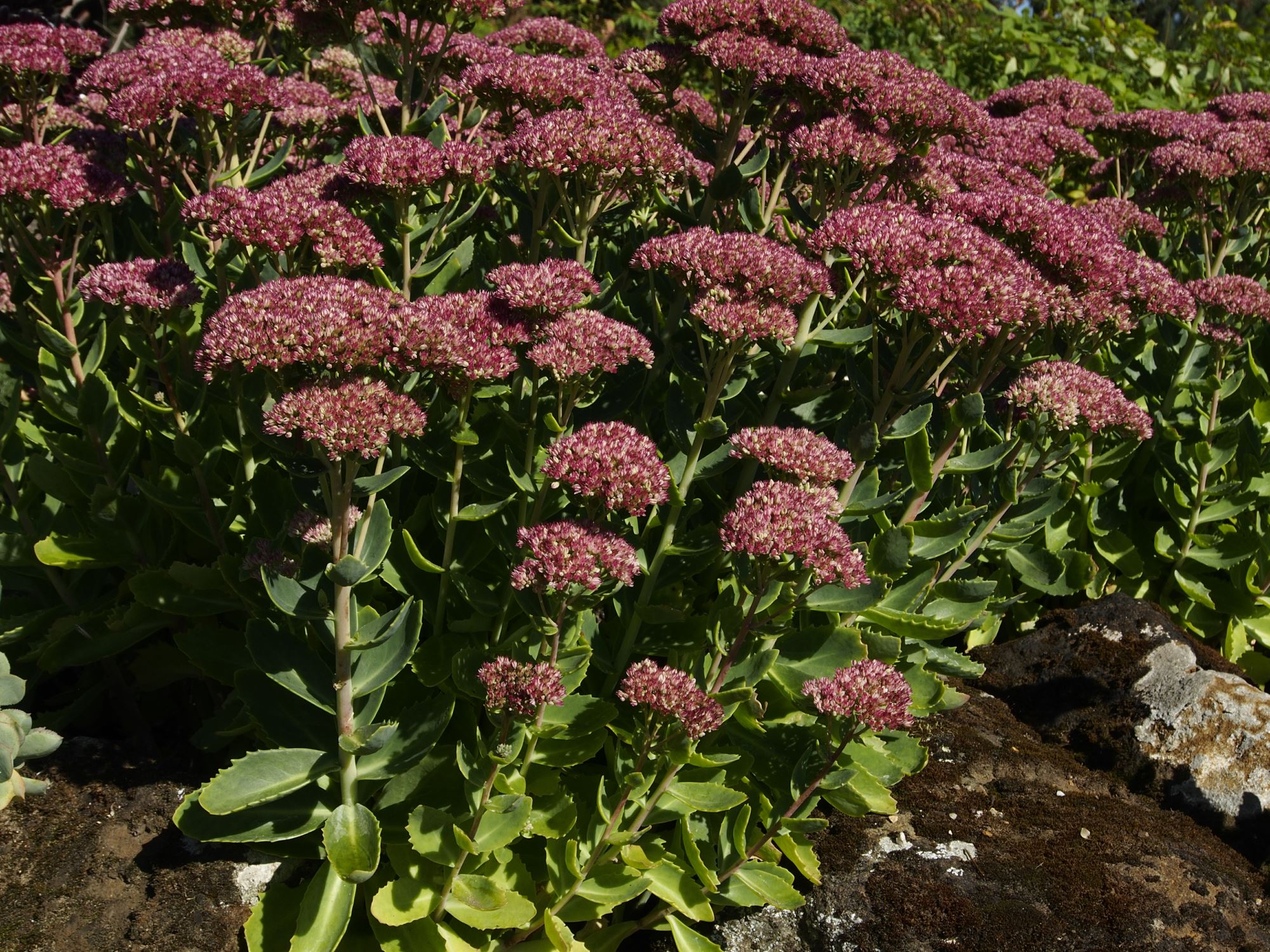 Image of Sedum spectabile