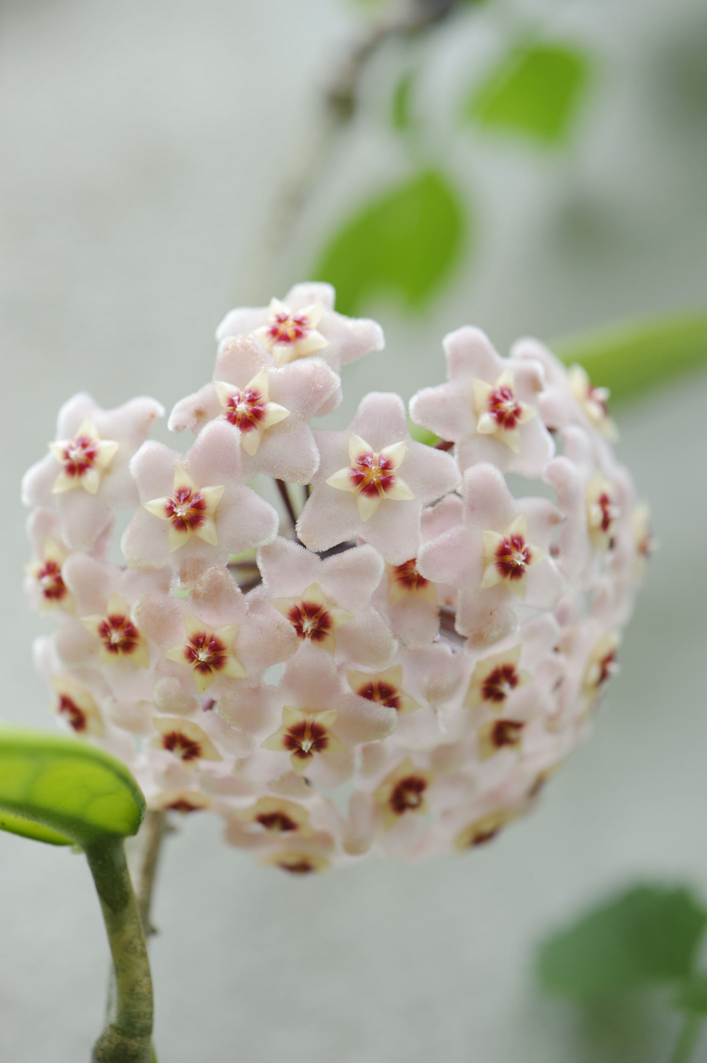 Image of Hoya carnosa