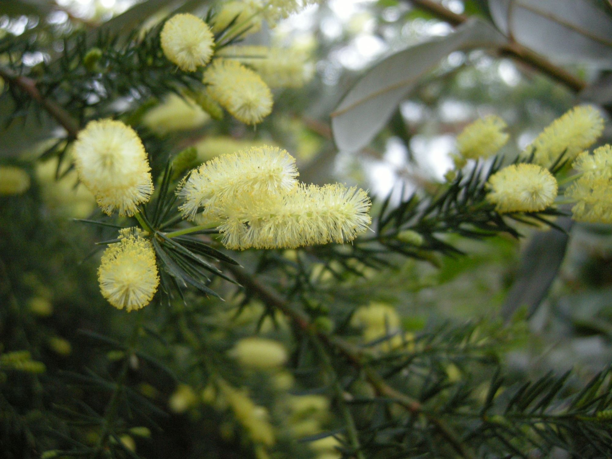 Image of Acacia verticillata