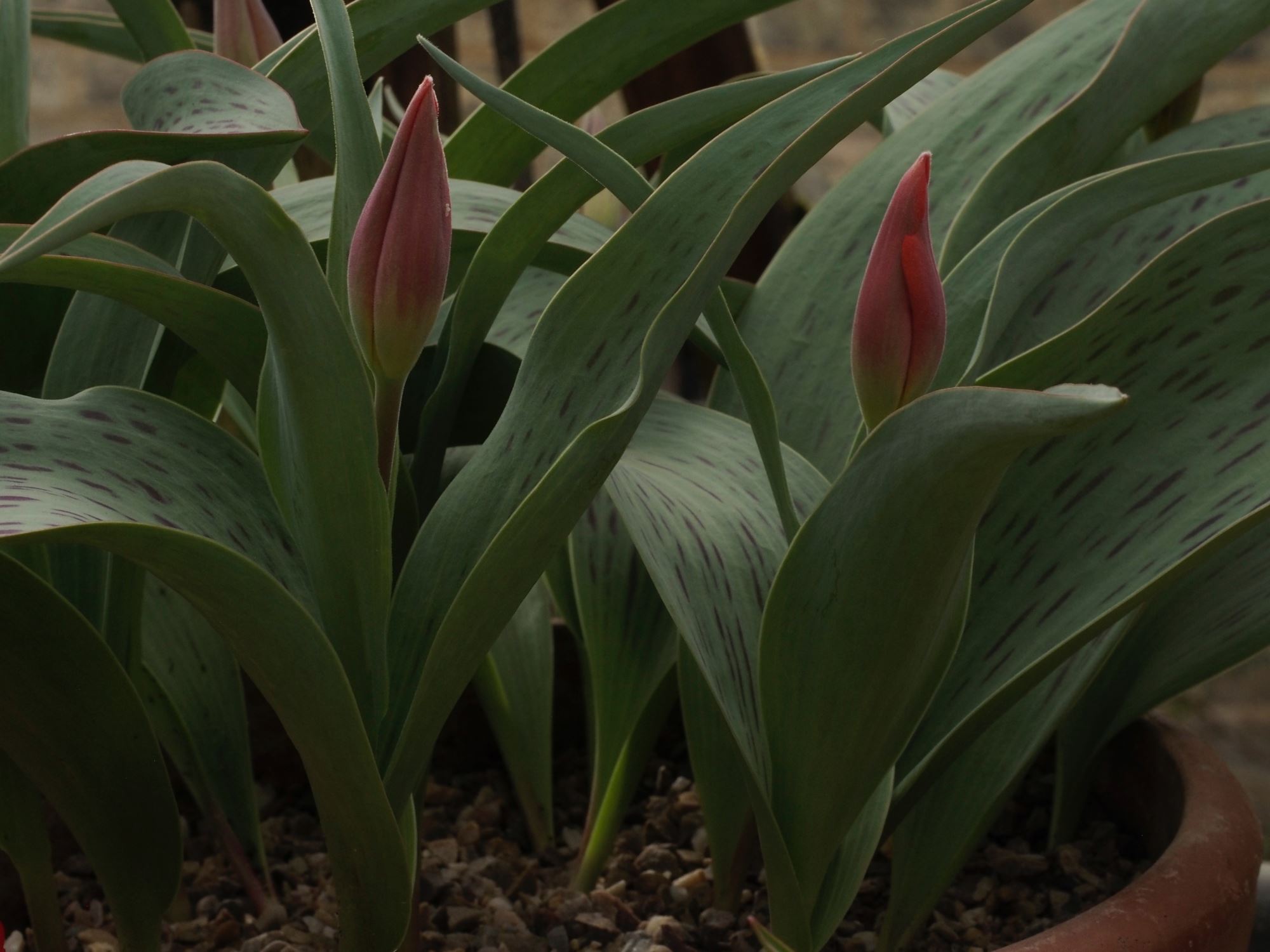 Image of Tulipa greigii 'Cape Cod'
