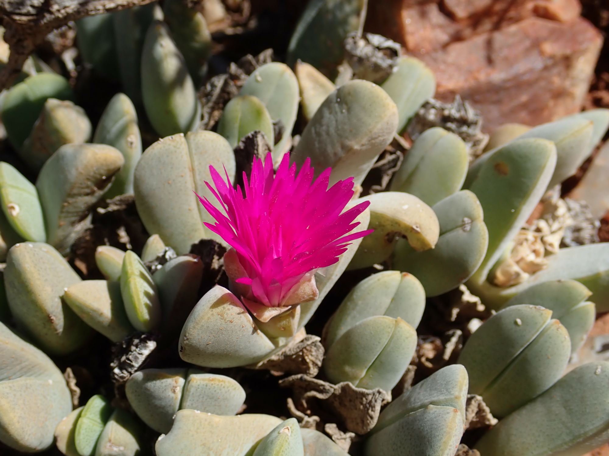 Image of Cheiridopsis purpurea