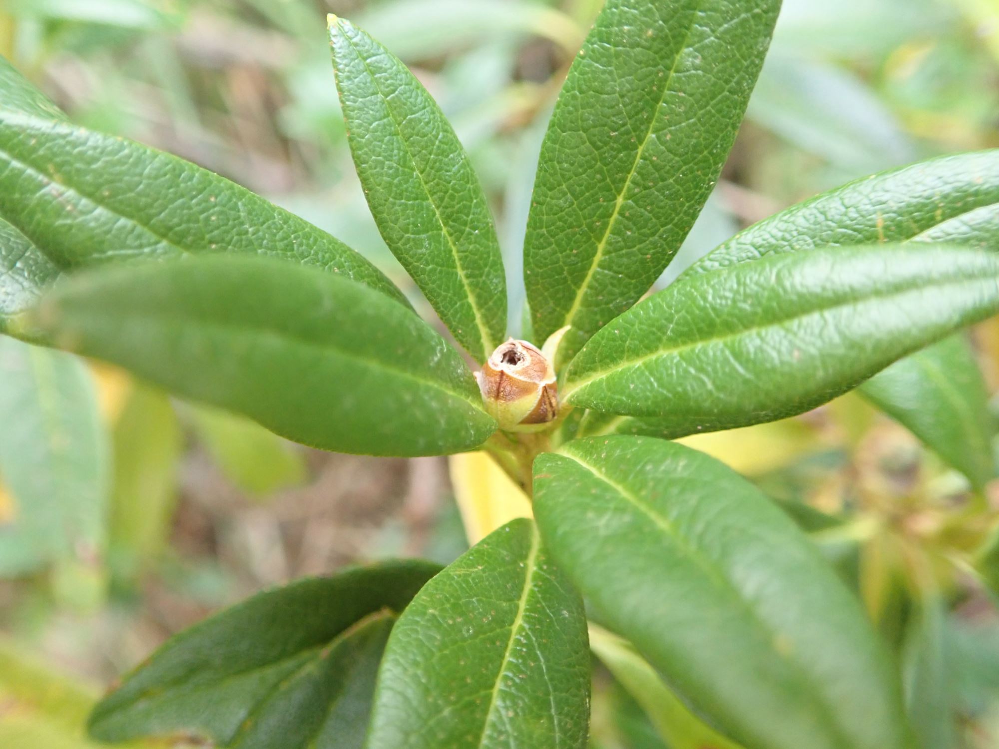 Image of Rhododendron ferrugineum
