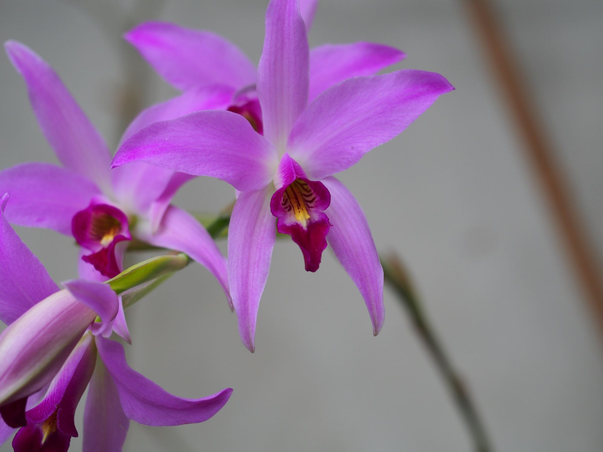 Image of Laelia anceps