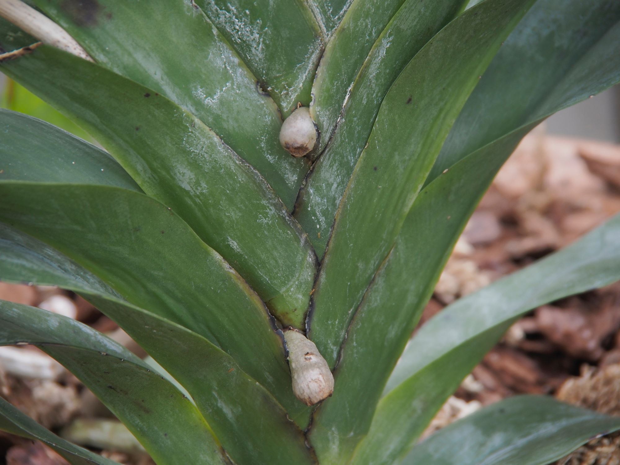 Image of Angraecum sesquipedale