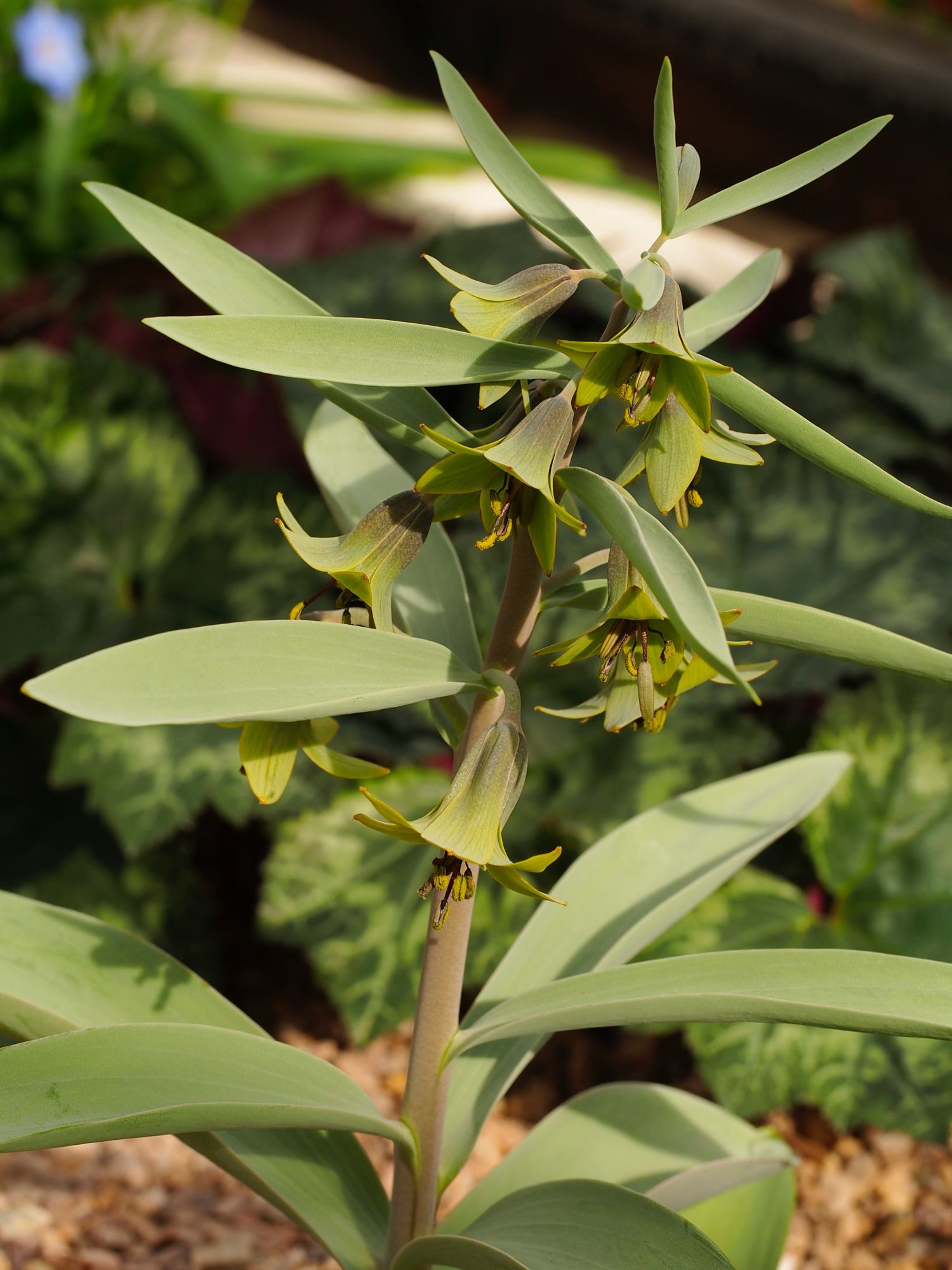 Image of Fritillaria sewerzowii
