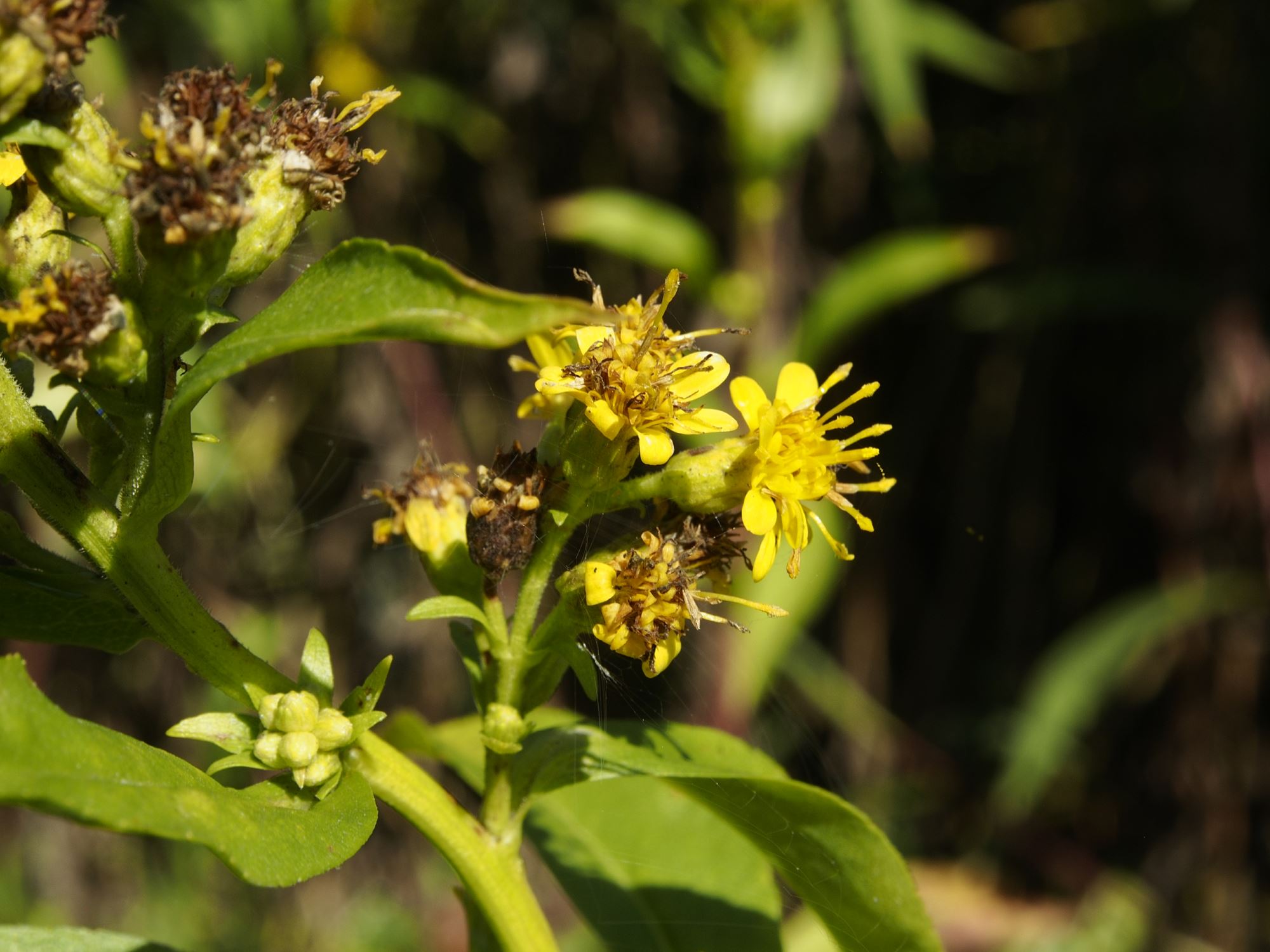 Image of Solidago glomerata