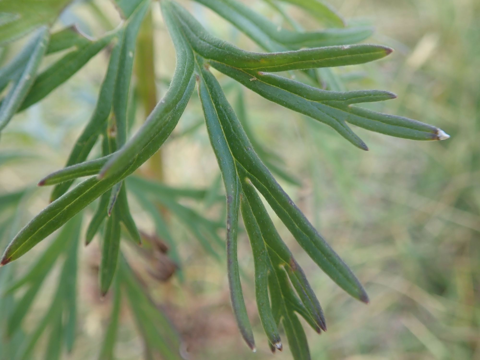 Image of Aconitum napellus