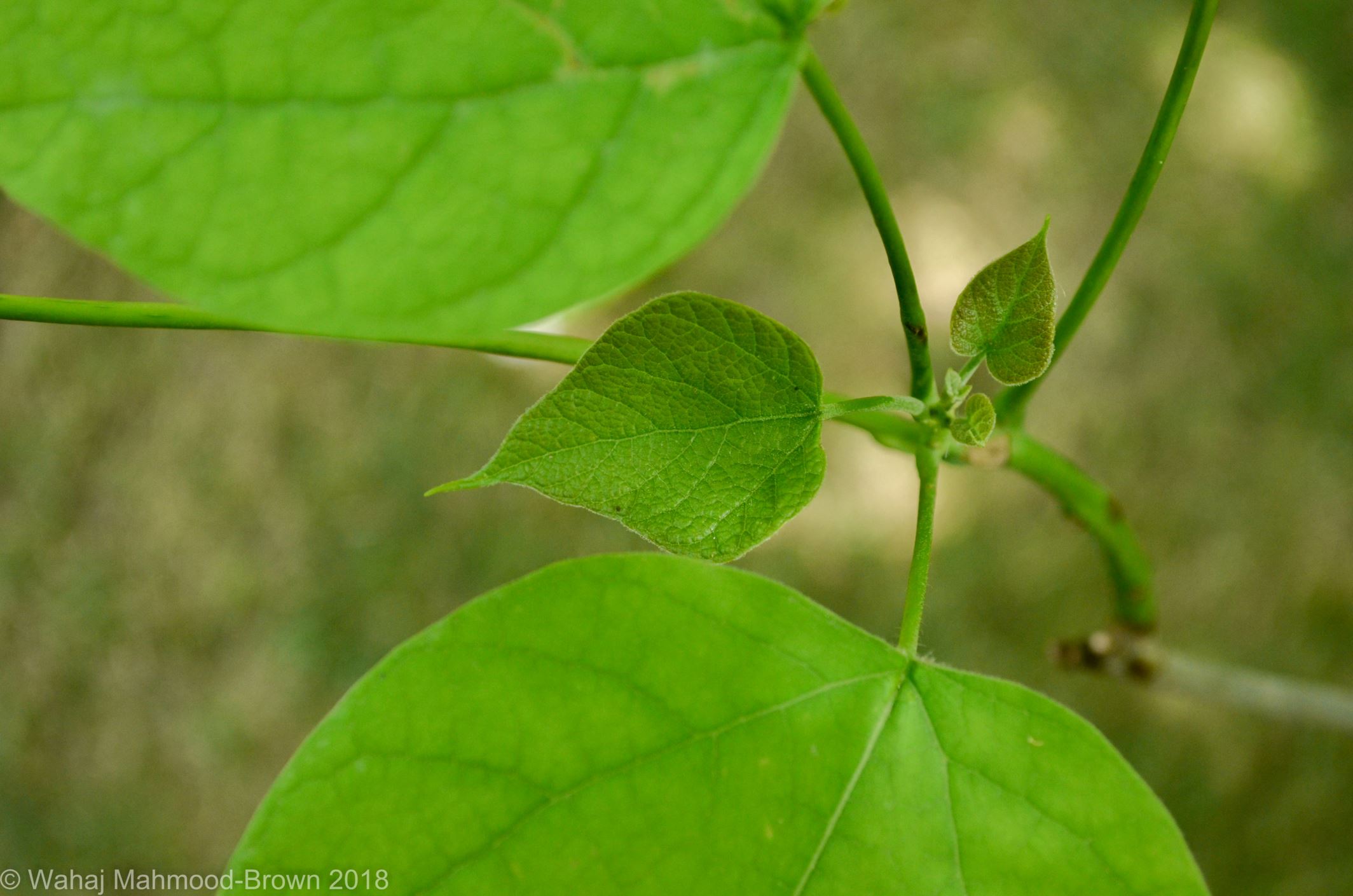 Image of Catalpa speciosa