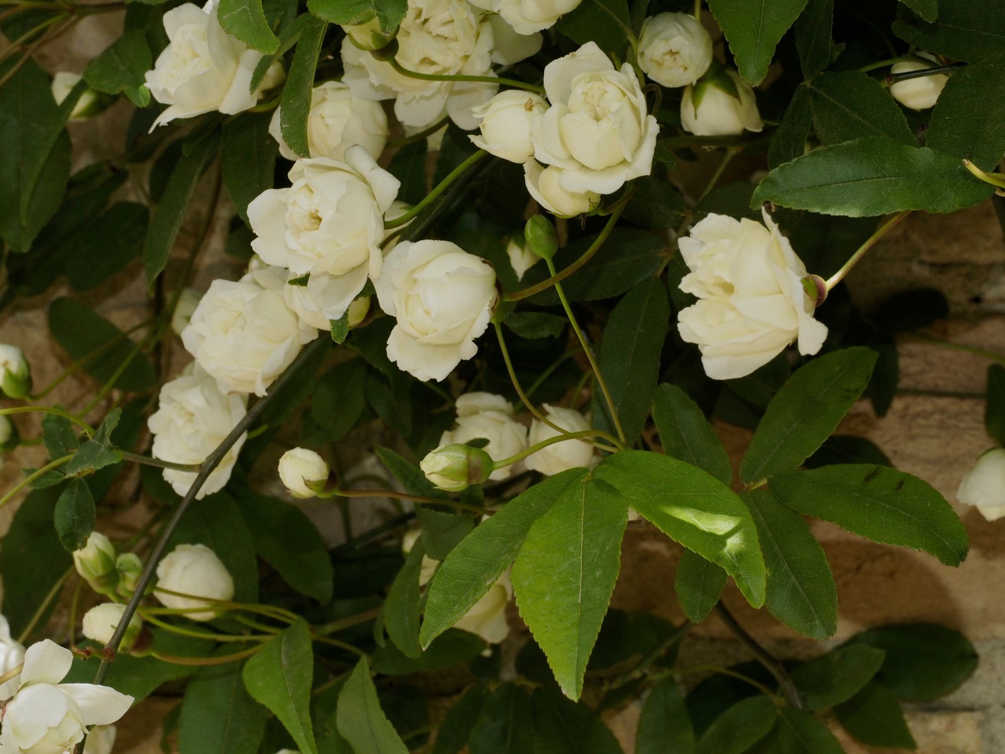 Image of Rosa banksiae 'Alba Plena'