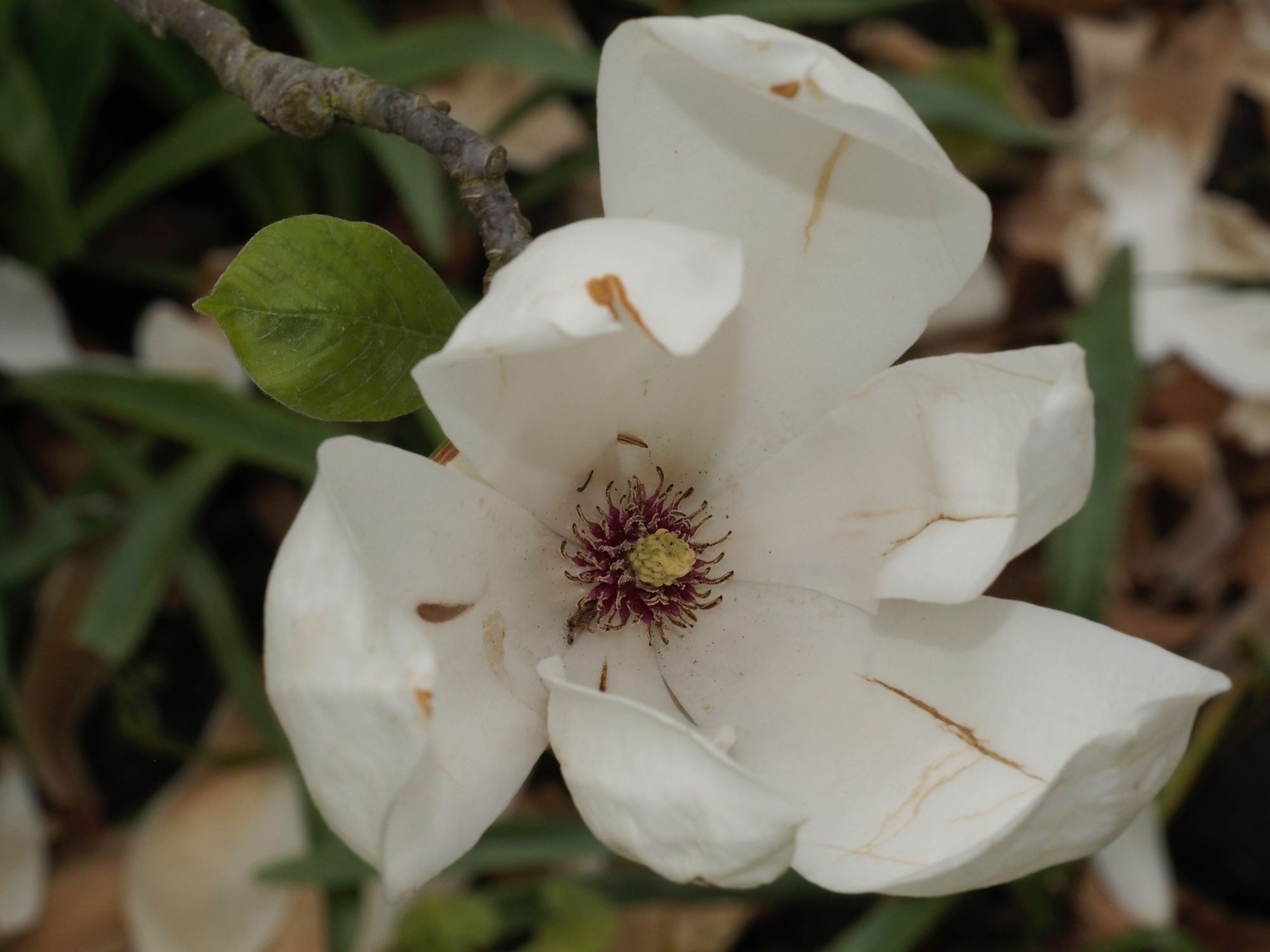 Image of Magnolia Ã— soulangeana 'Brozzonii'