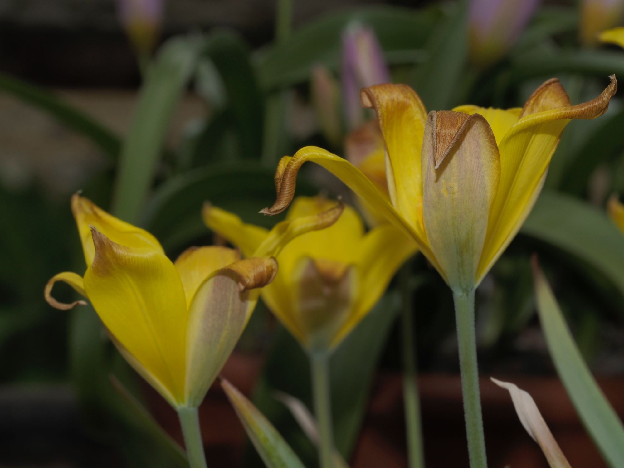 Image of Tulipa iliensis