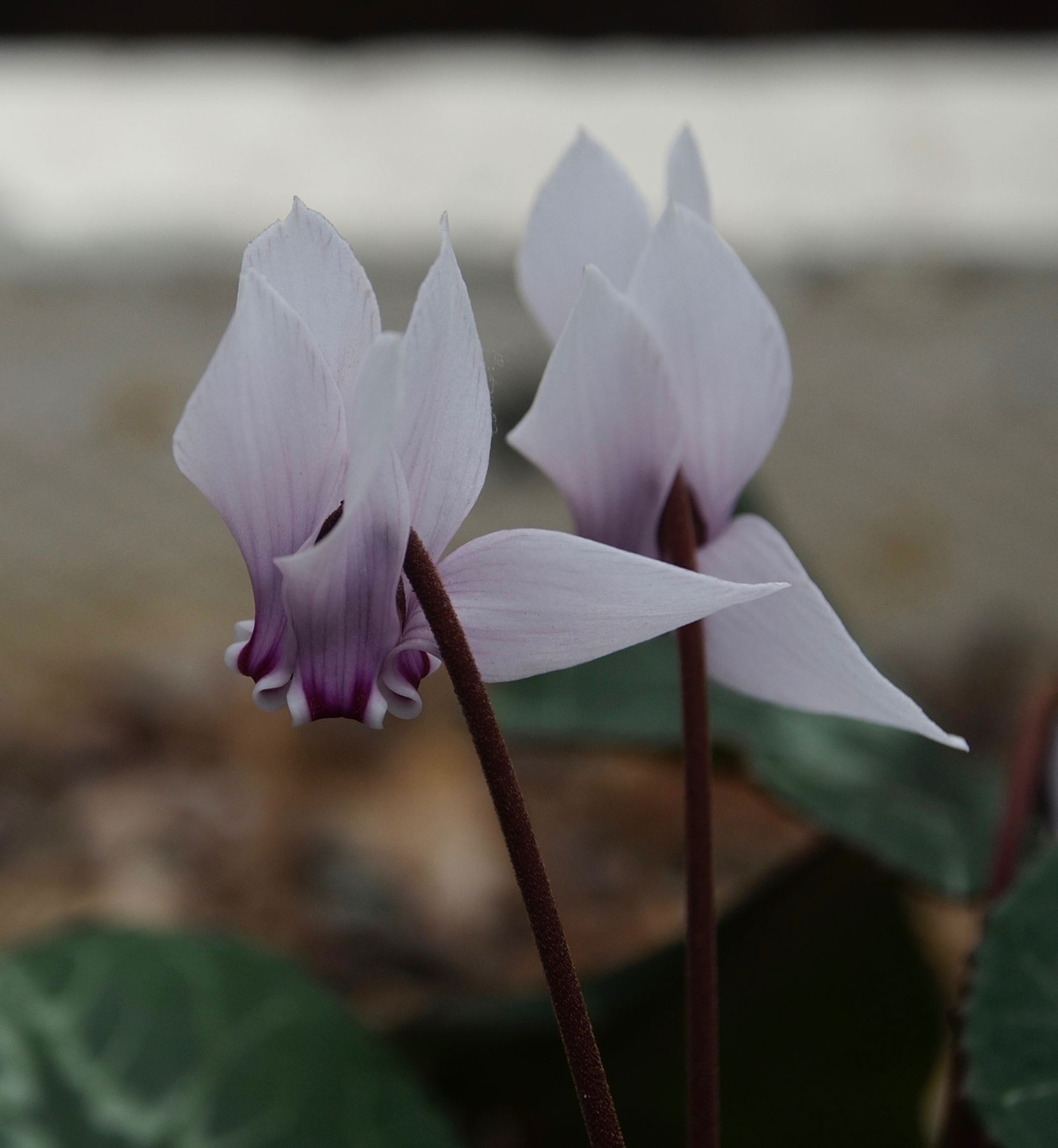 Image of Cyclamen africanum