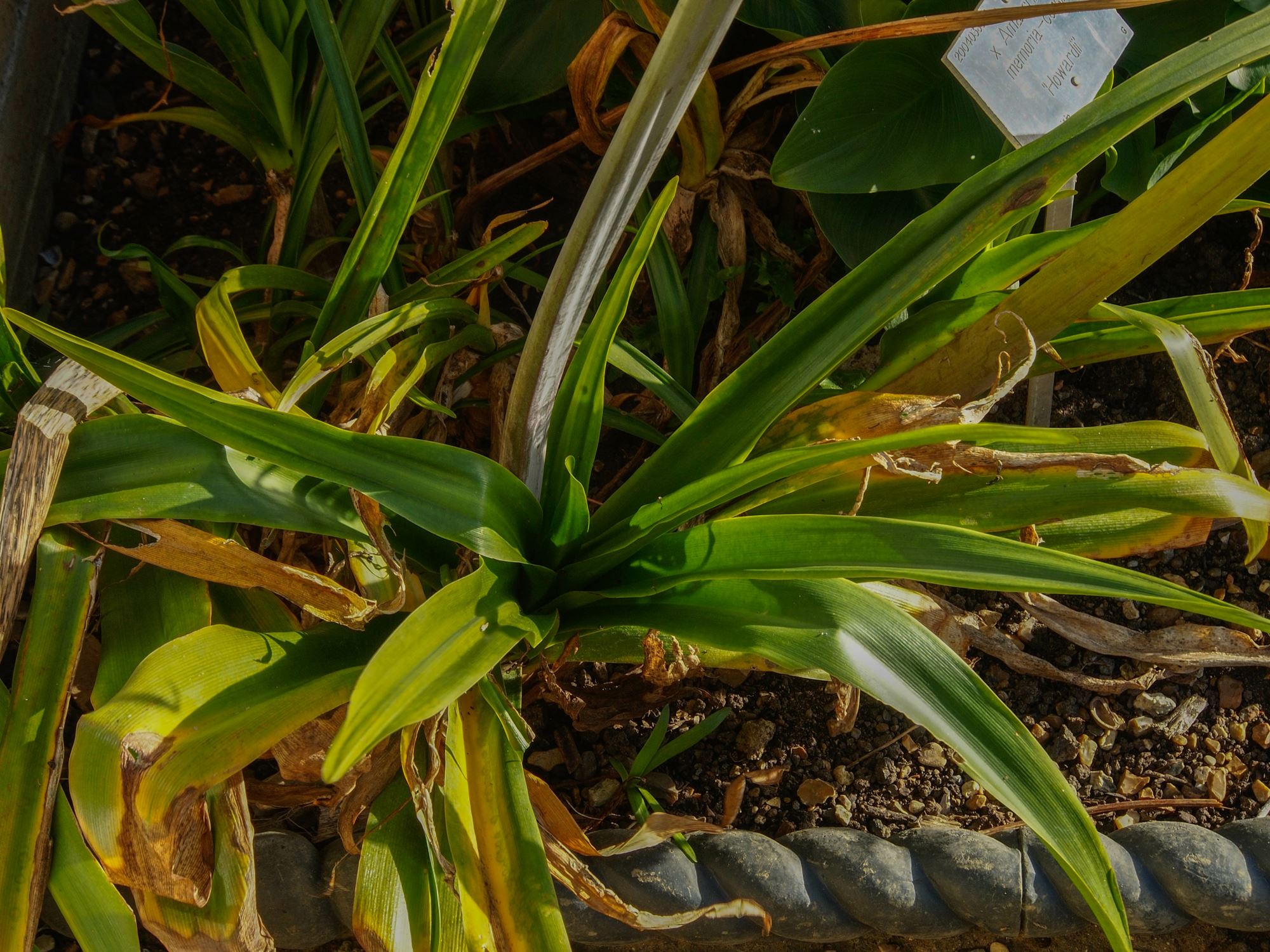 Image of Ã— Amarcrinum memoria-corsii 'Howardii'