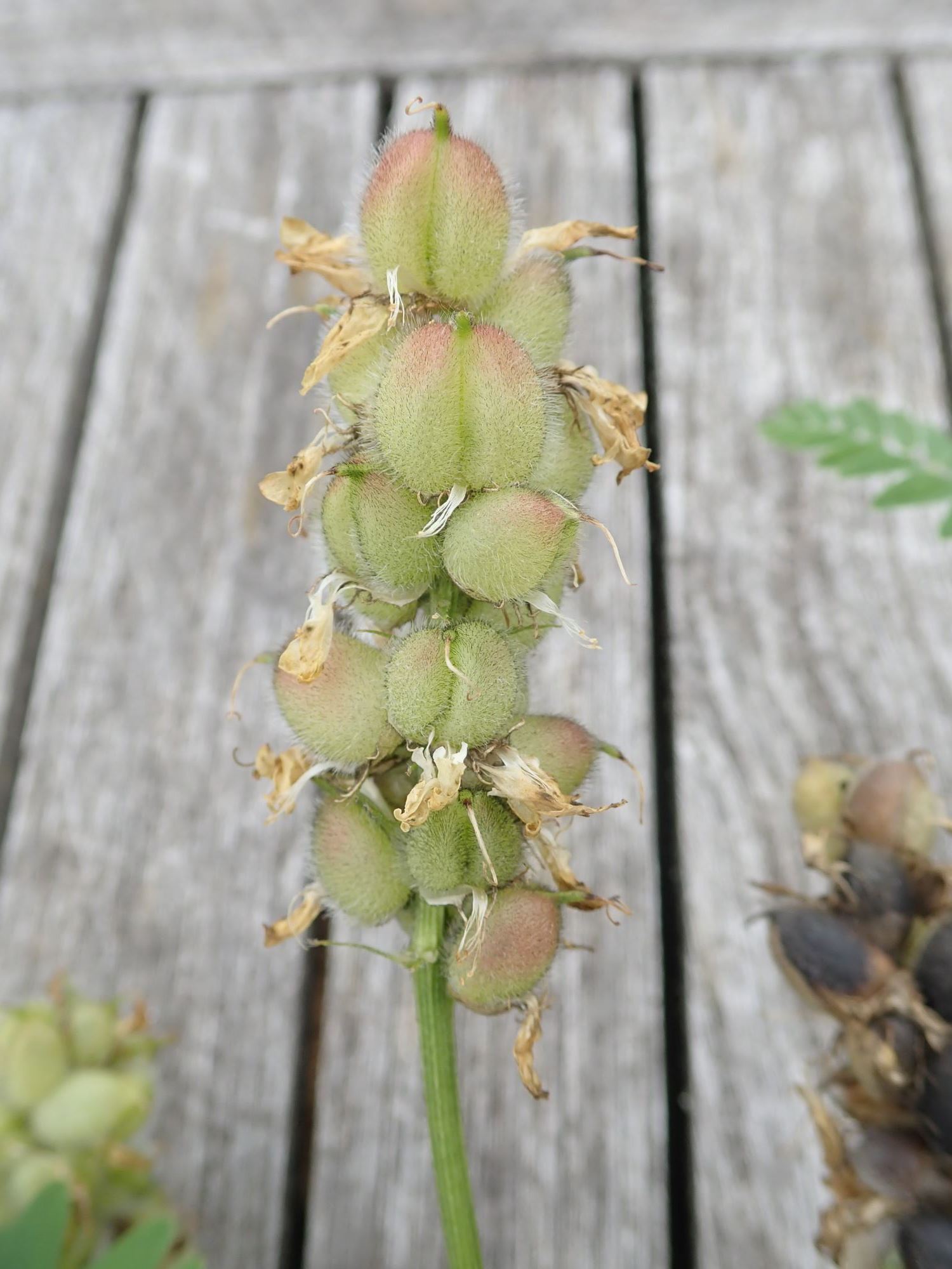 Image of Astragalus cicer