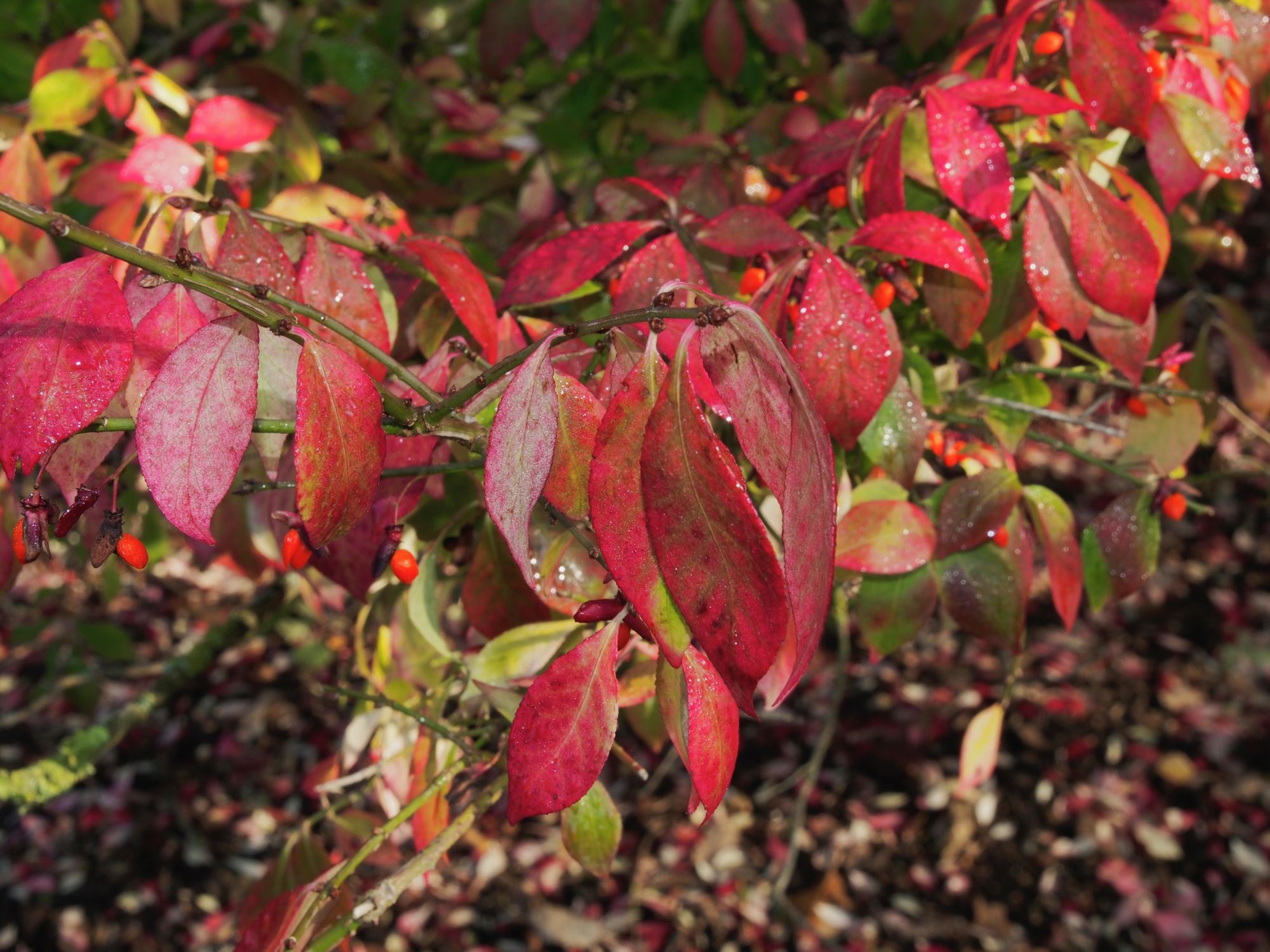 Image of Euonymus alatus var. apterus