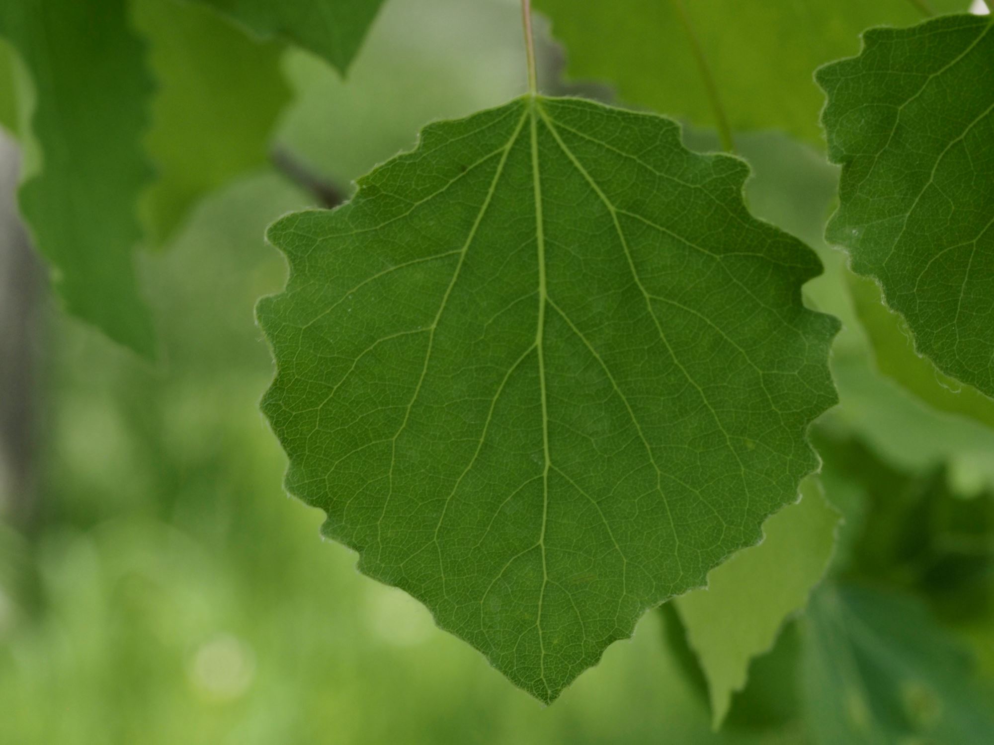 Image of Populus tremula