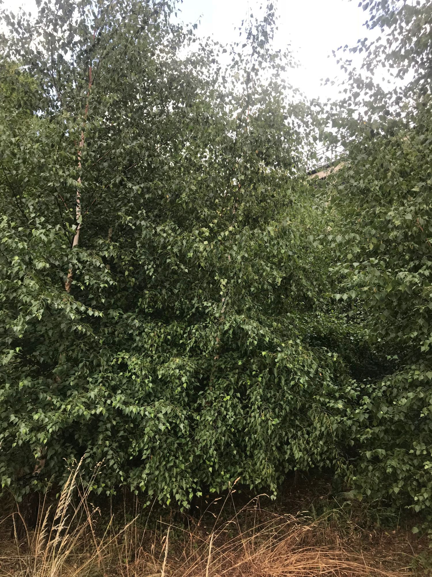 Image of Betula pendula subsp. pendula