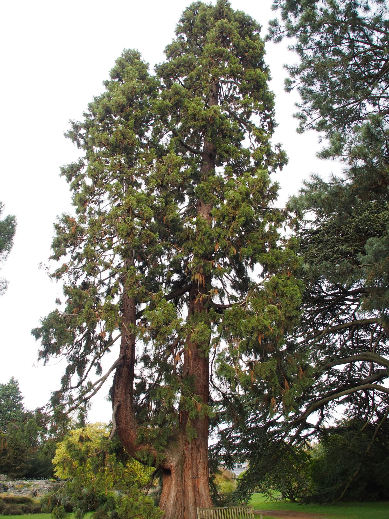 Image of Sequoiadendron giganteum