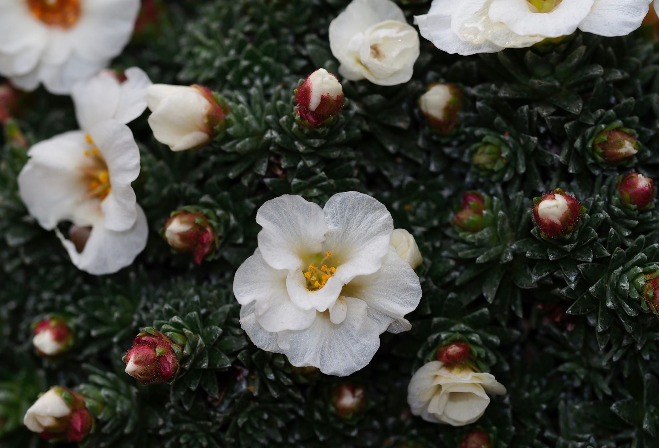 Image of Saxifraga 'Joy Bishop'