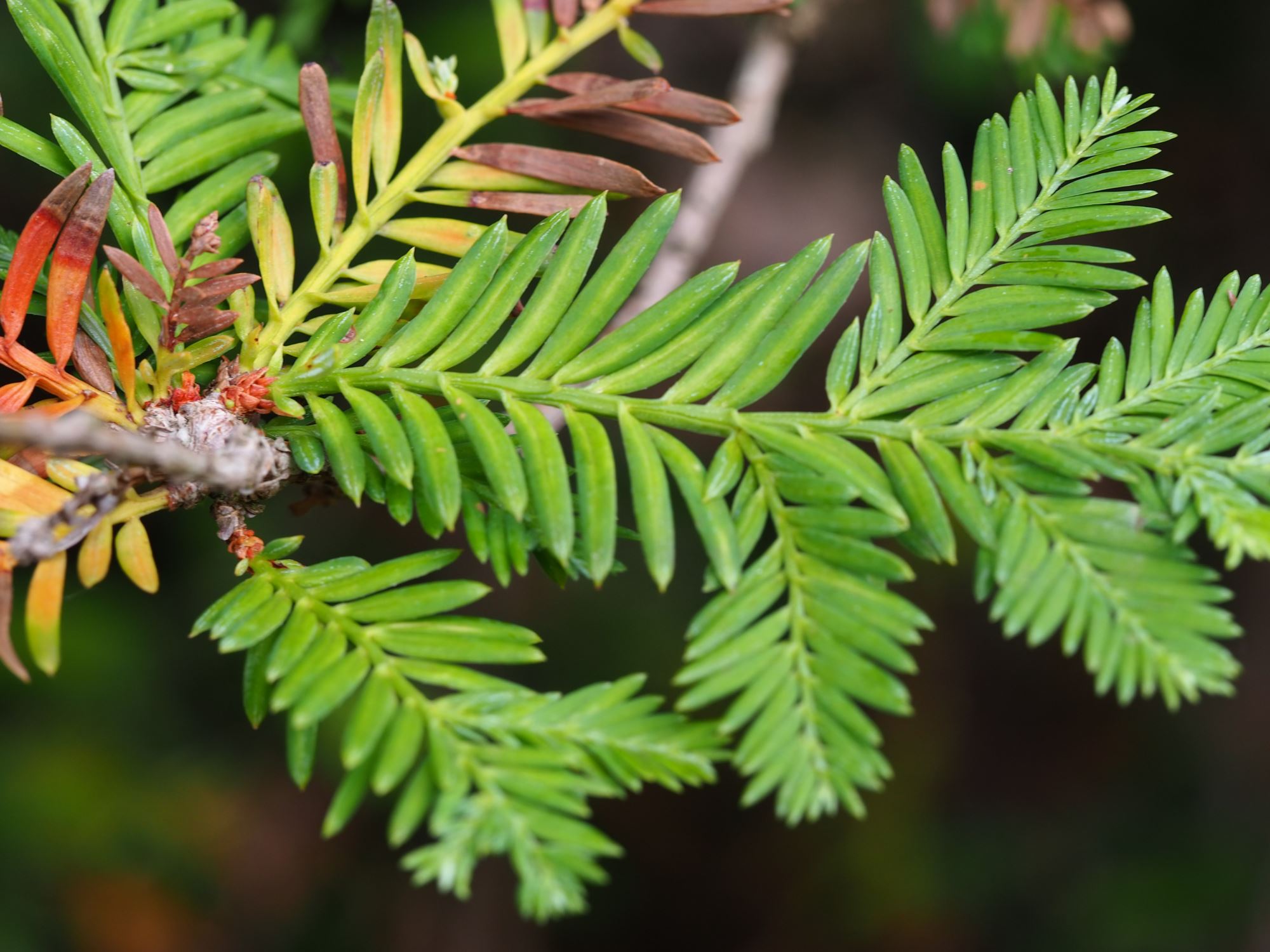 Image of Sequoia sempervirens