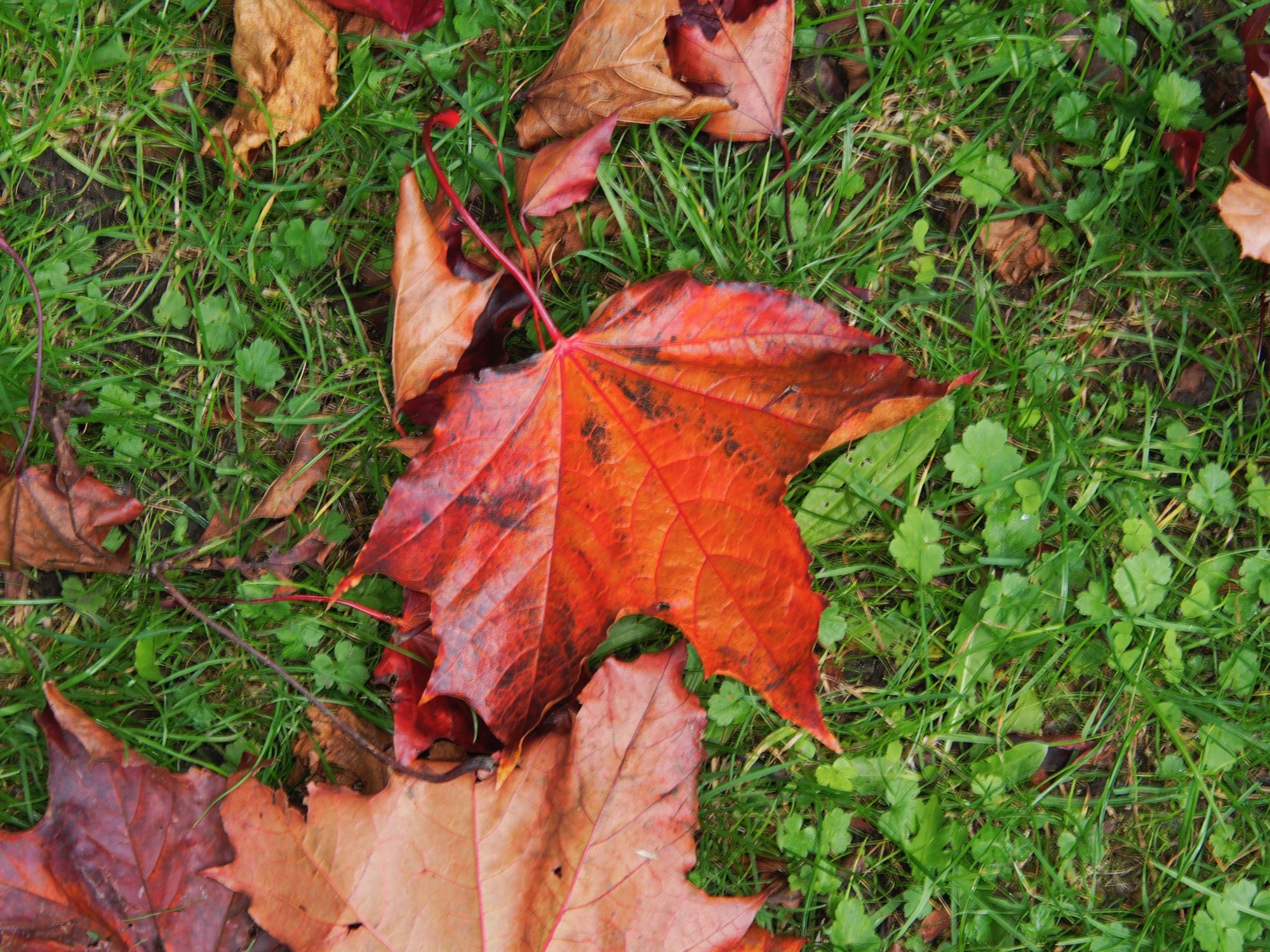 Image of Acer platanoides 'Goldsworth Purple'