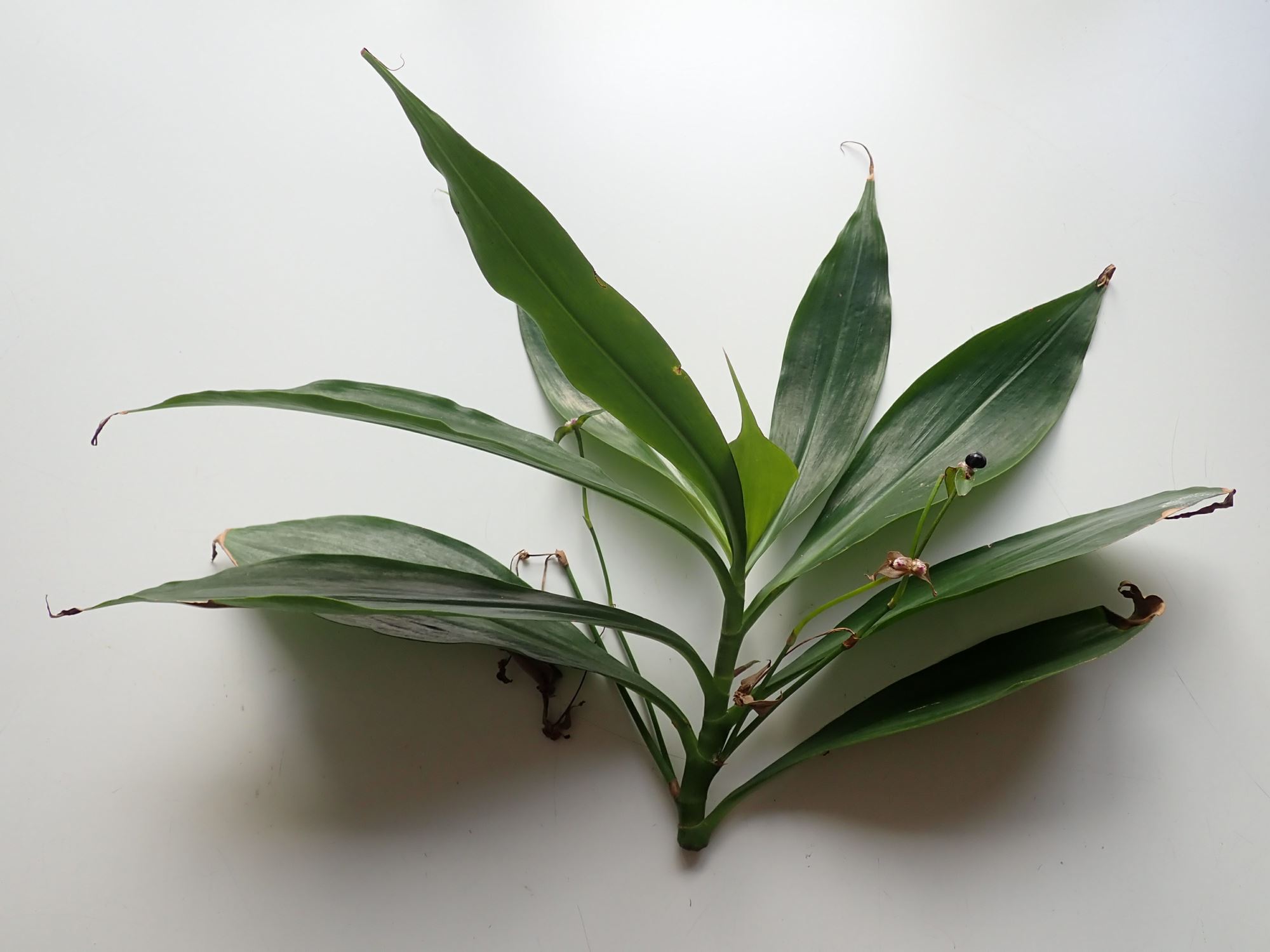Image of Tradescantia zanonia