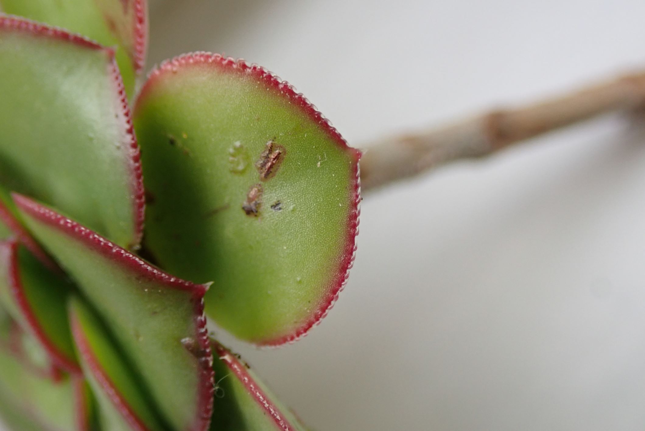 Image of Aeonium urbicum