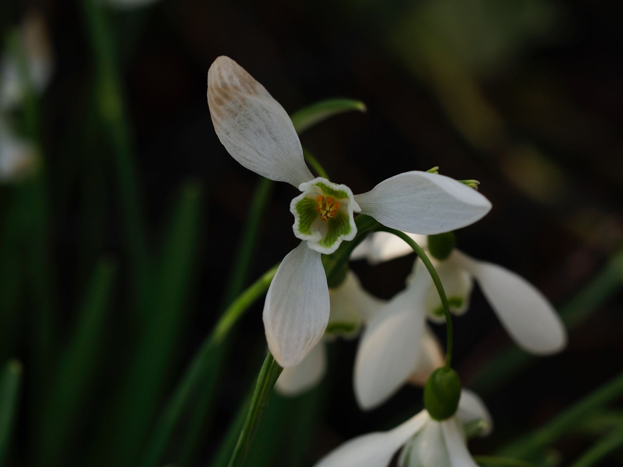 Image of Galanthus 'Magnet'