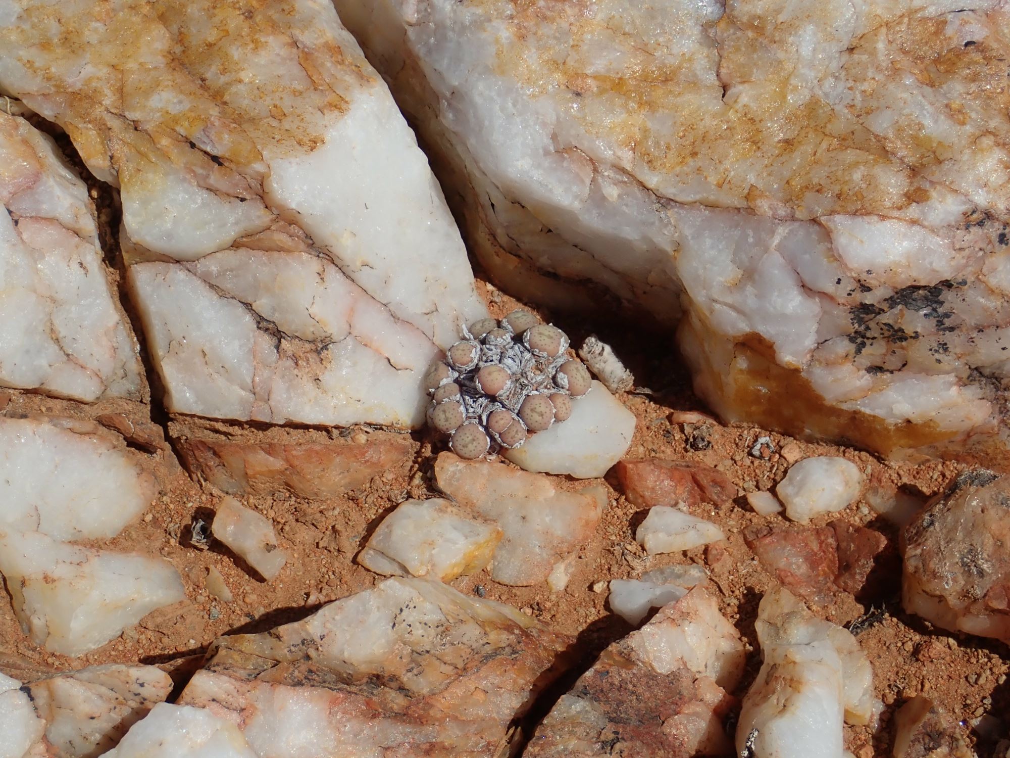 Image of Conophytum breve