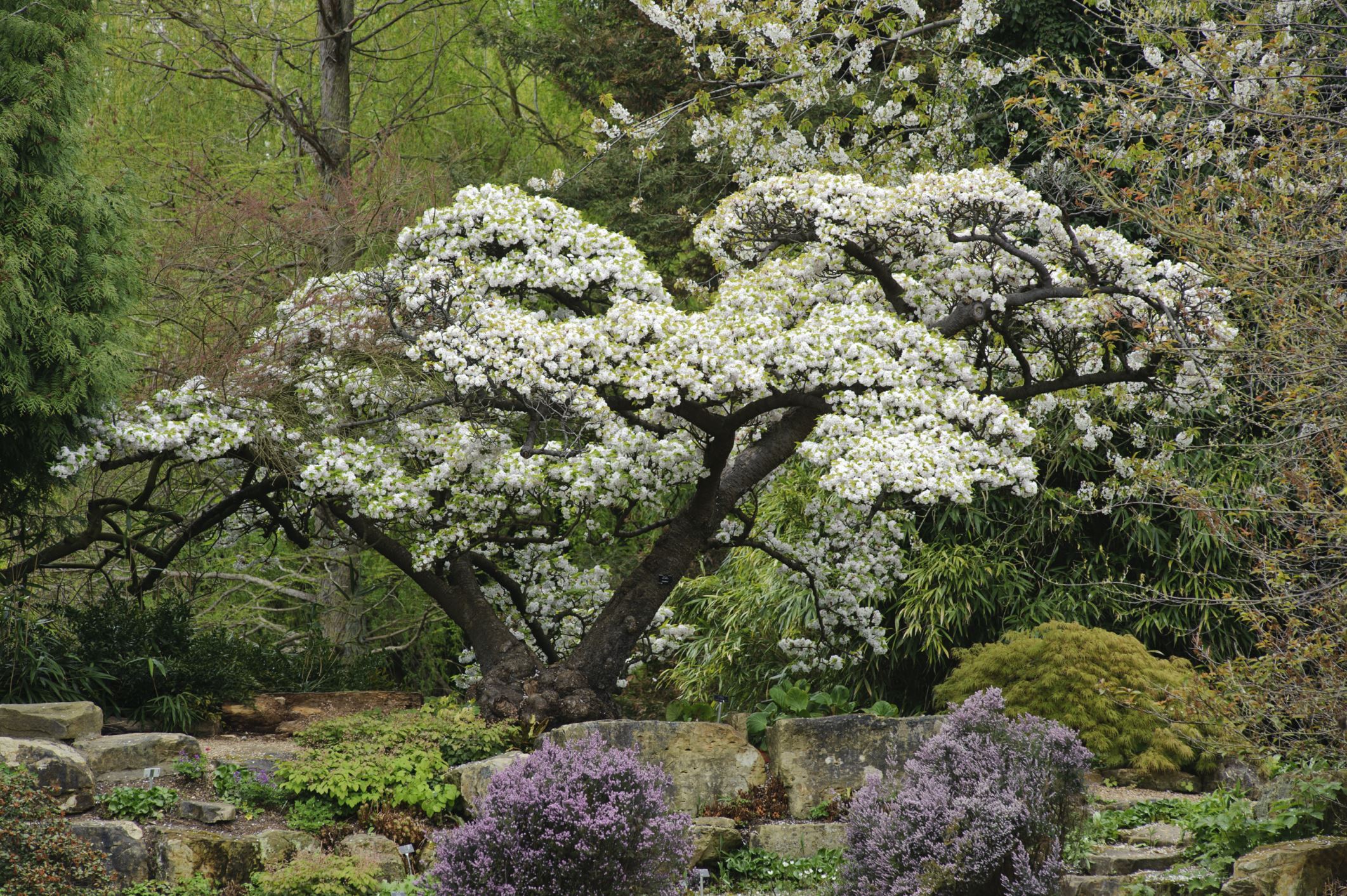 Image of Prunus serrulata 'Alboplena'