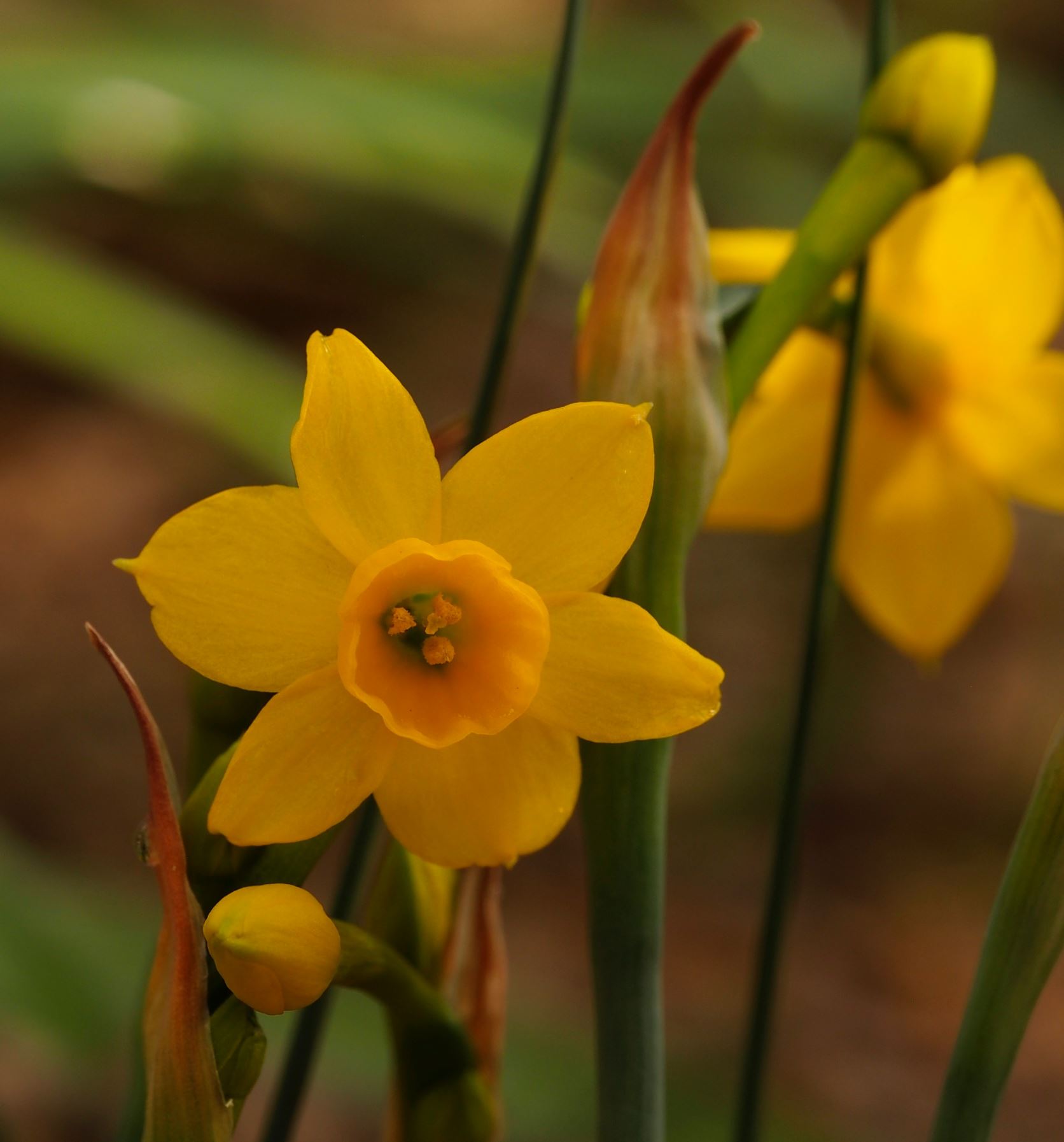 Image of Narcissus fernandesii