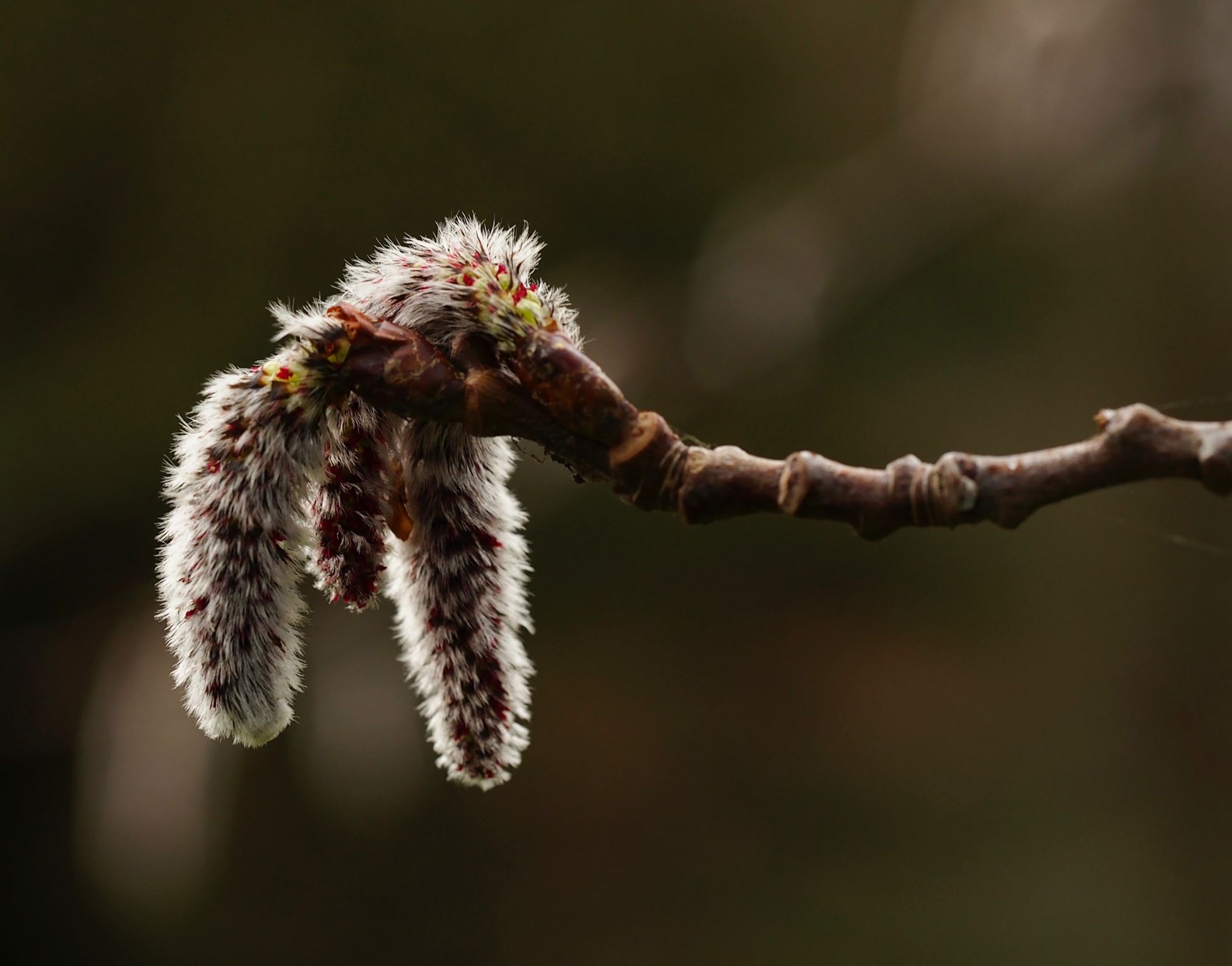 Image of Populus tremula