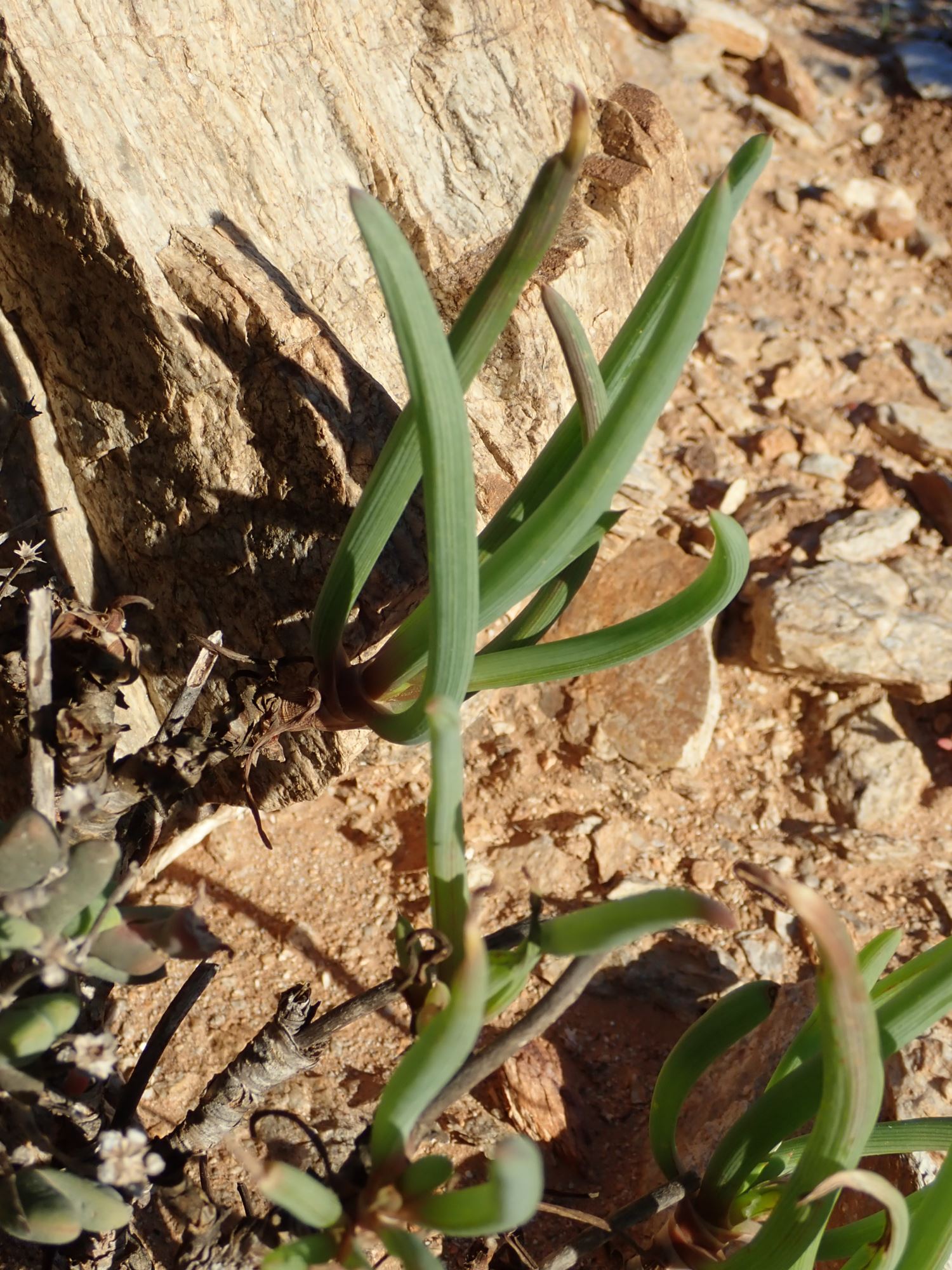 Image of Bulbine abyssinica
