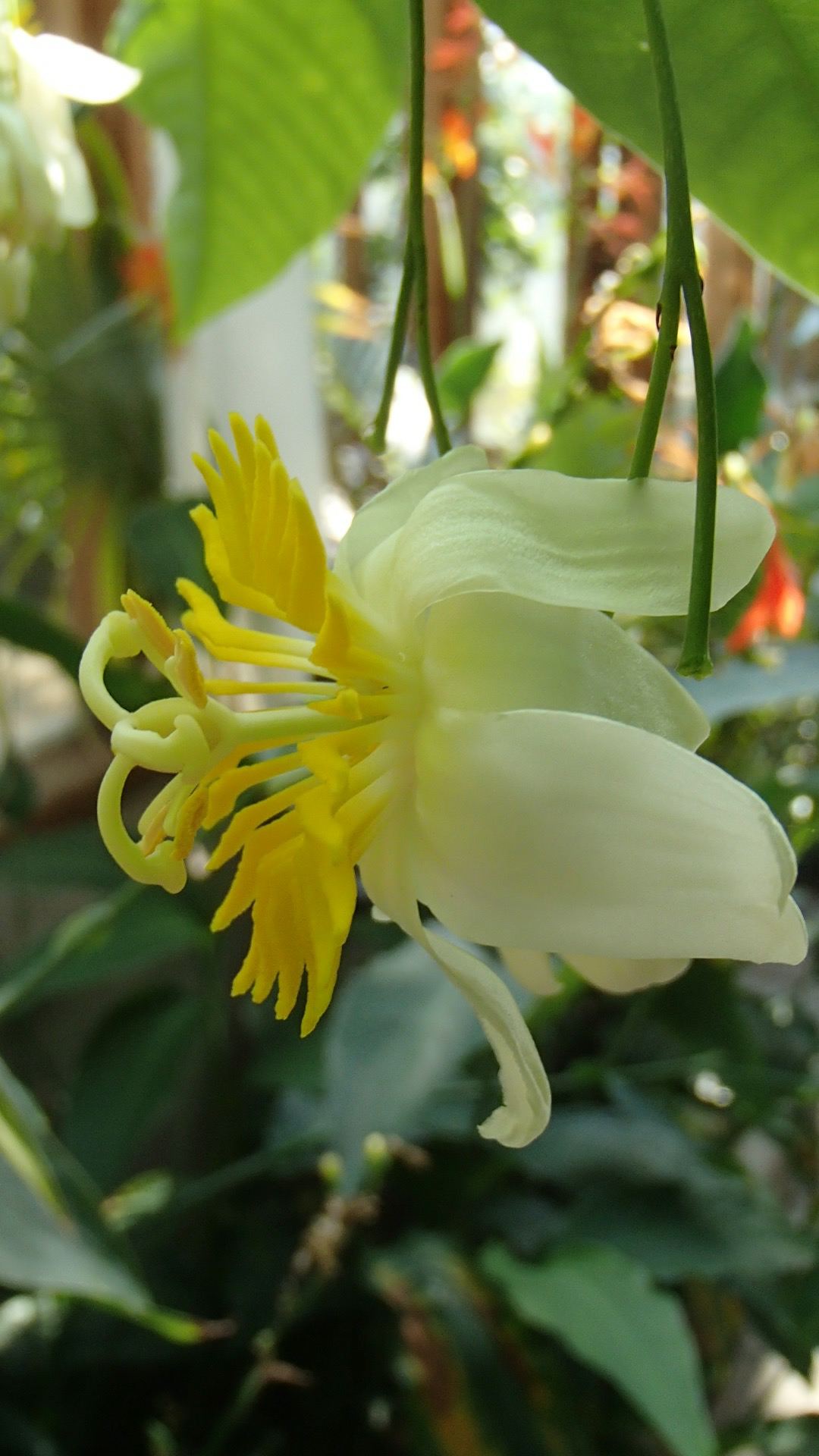 Image of Passiflora emarginata