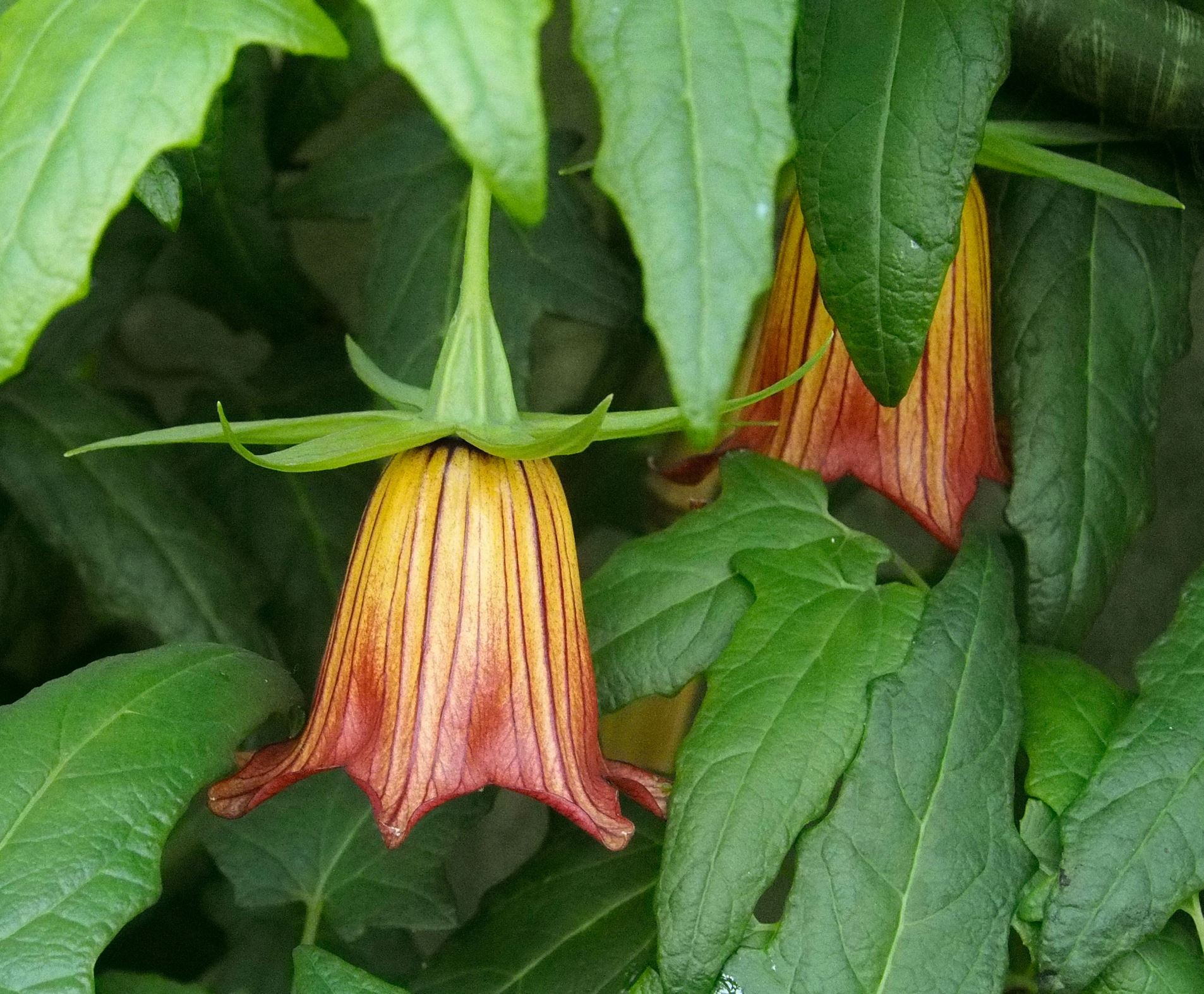 Image of Canarina canariensis