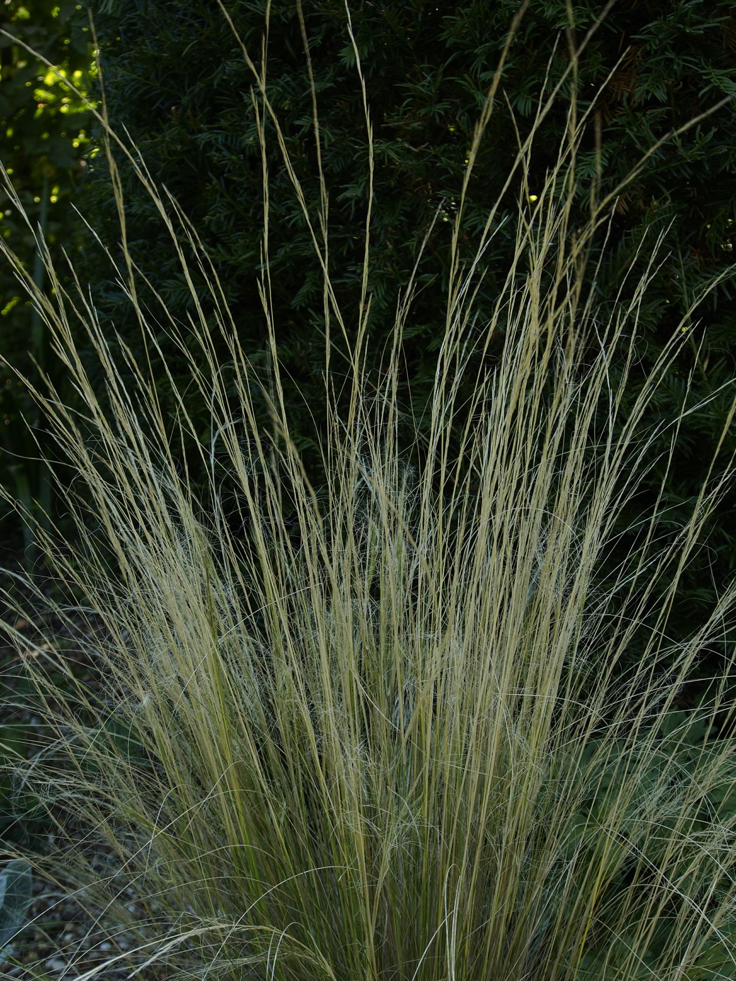 Image of Nassella tenuissima