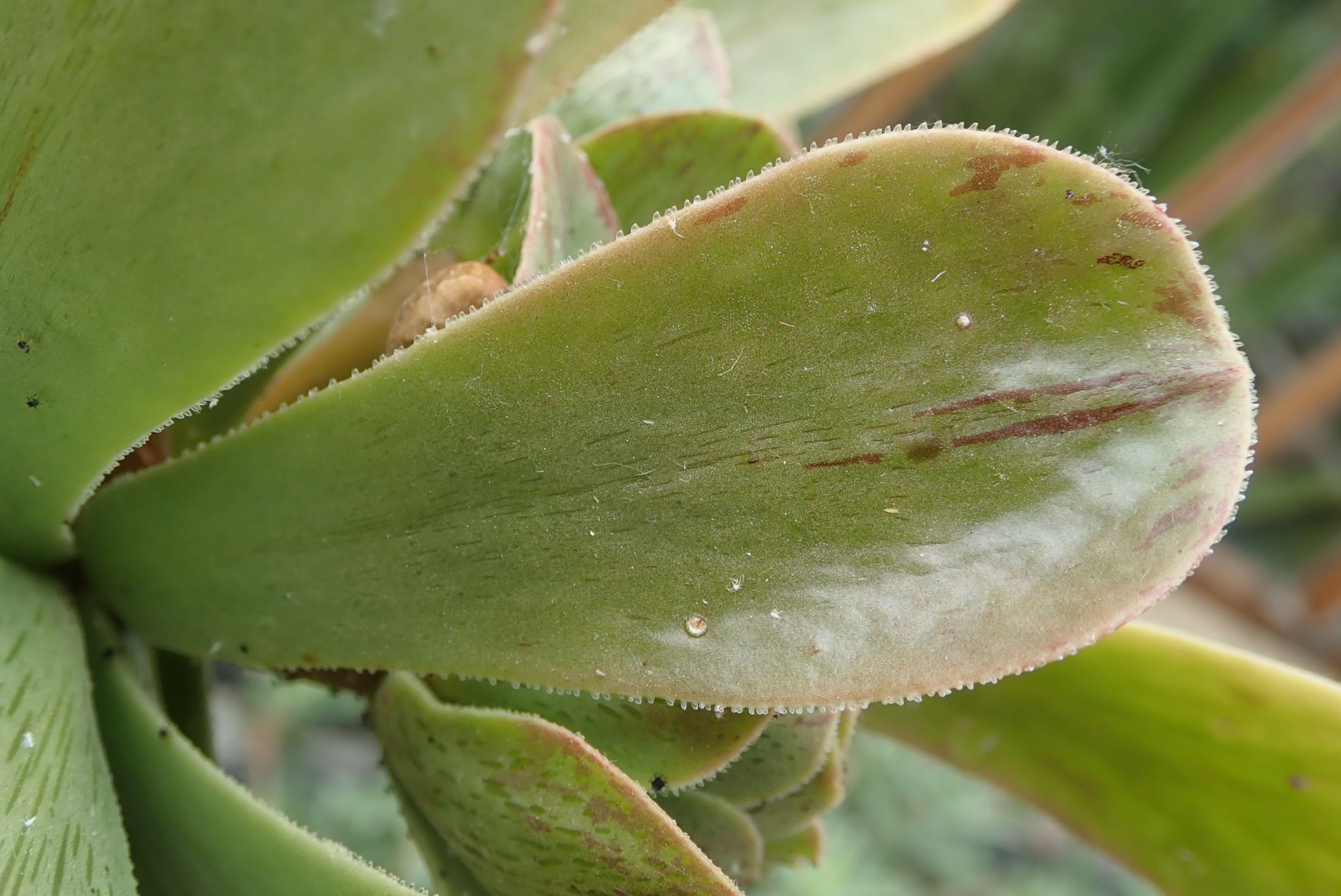 Image of Aeonium spathulatum